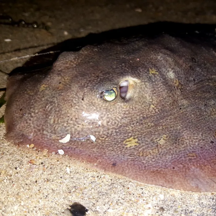 The most popular recent Common stingray catch on Fishbrain