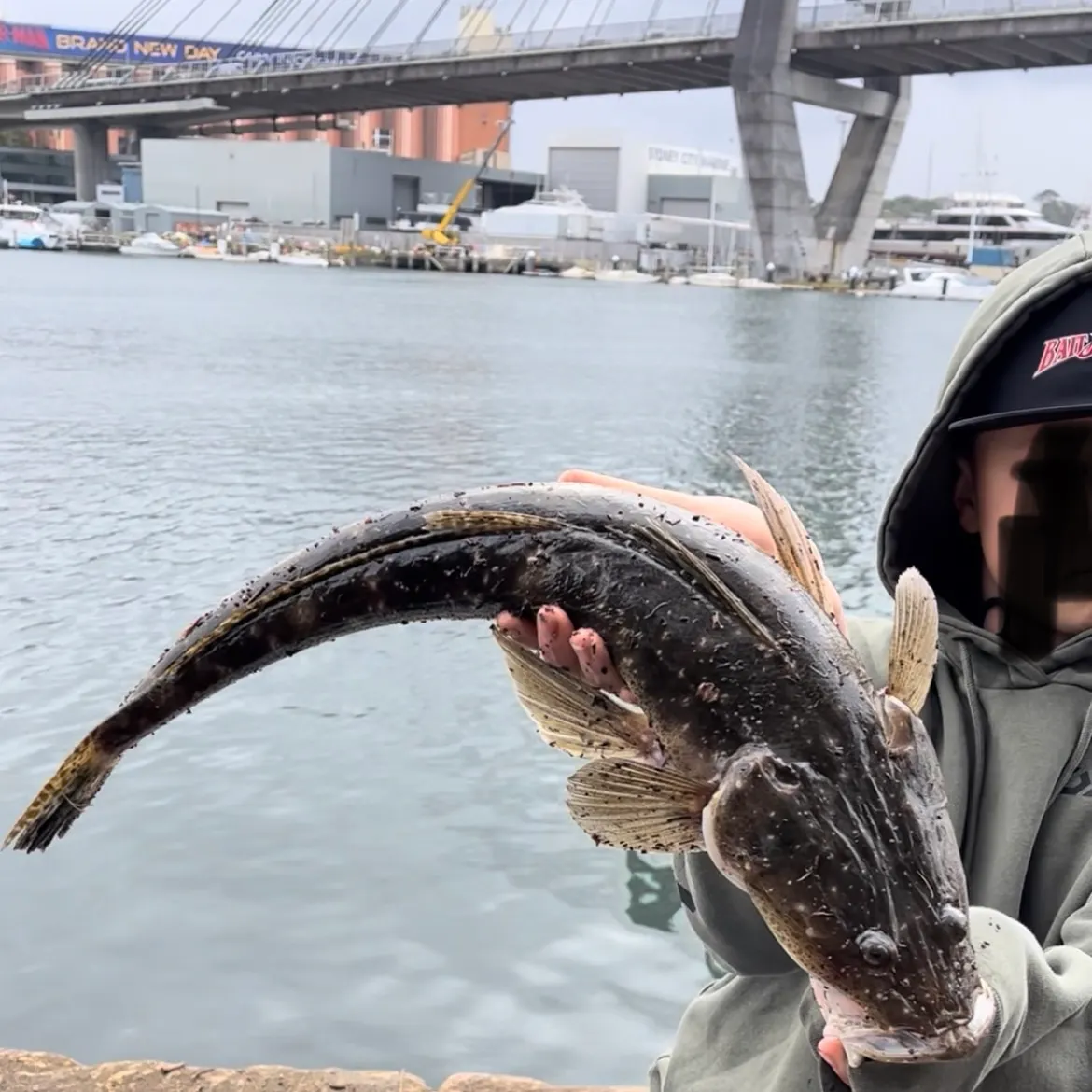 Estuary perch caught on Fishbrain