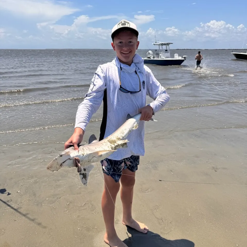 The most recent Scalloped hammerhead shark catches on Fishbrain