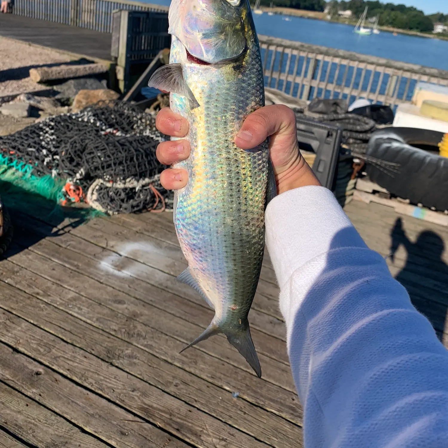 The most recent Hickory shad catches on Fishbrain