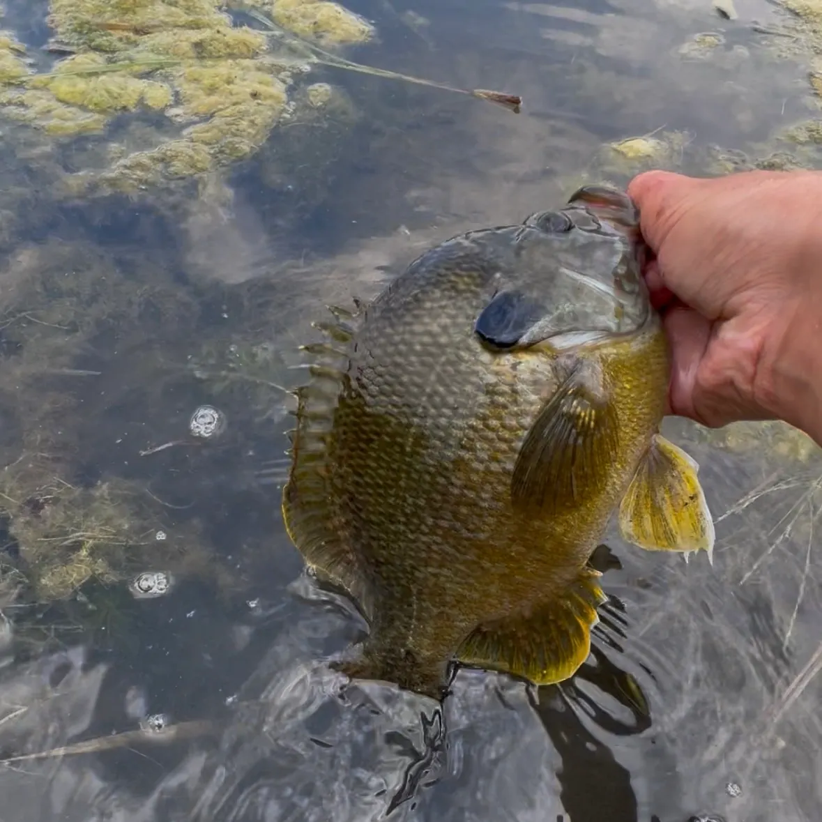 Greengill hybrid caught on Fishbrain