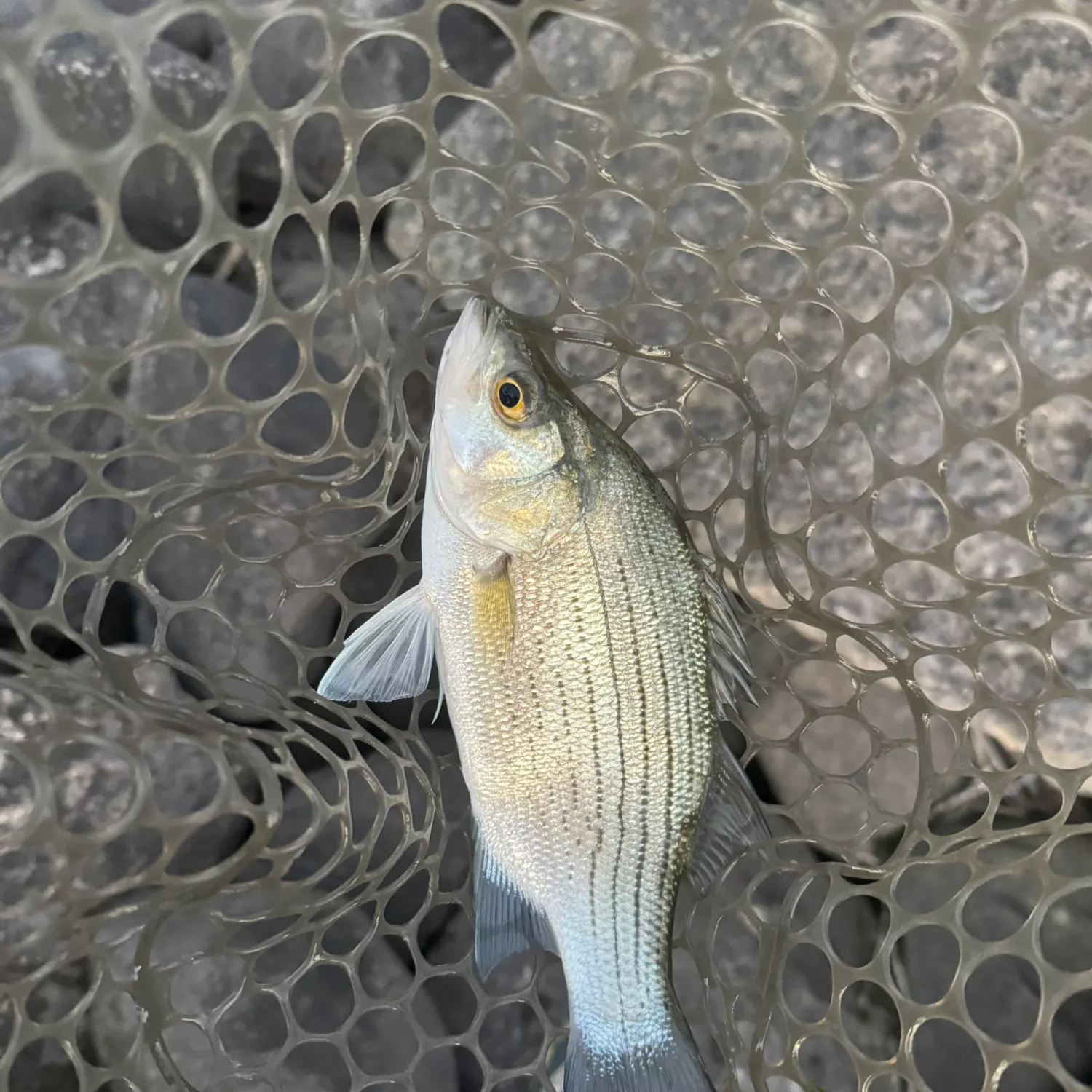 White bass caught on Fishbrain