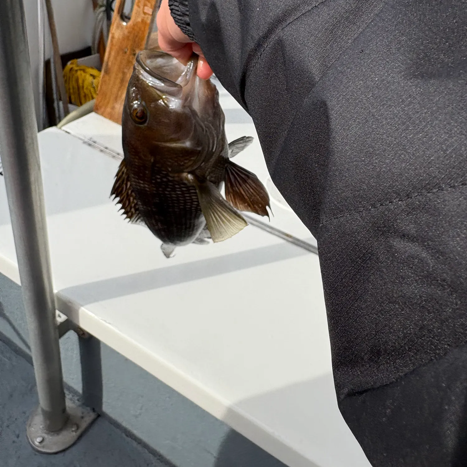 Black sea bass caught on Fishbrain
