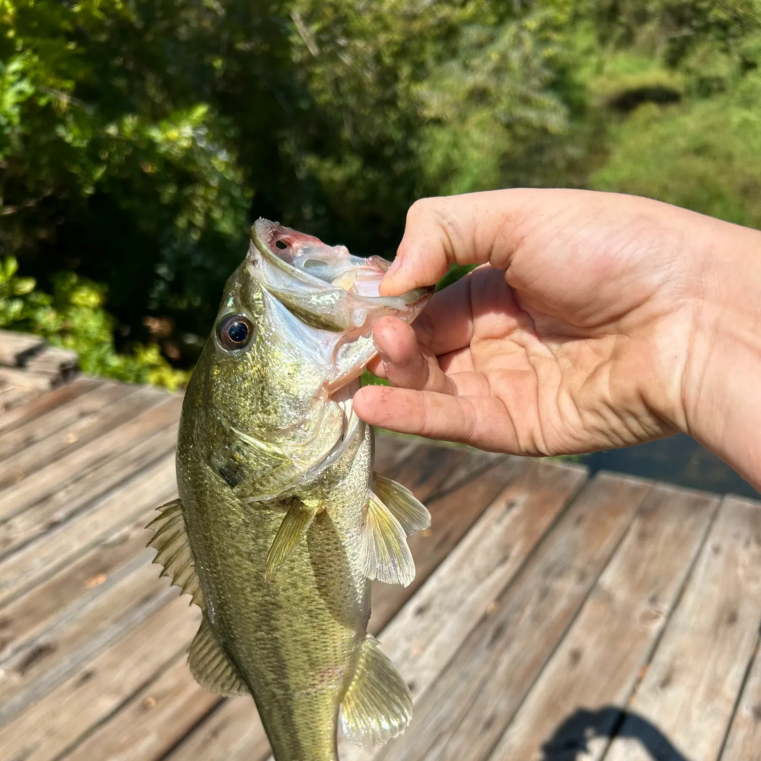 Largemouth bass caught on Fishbrain