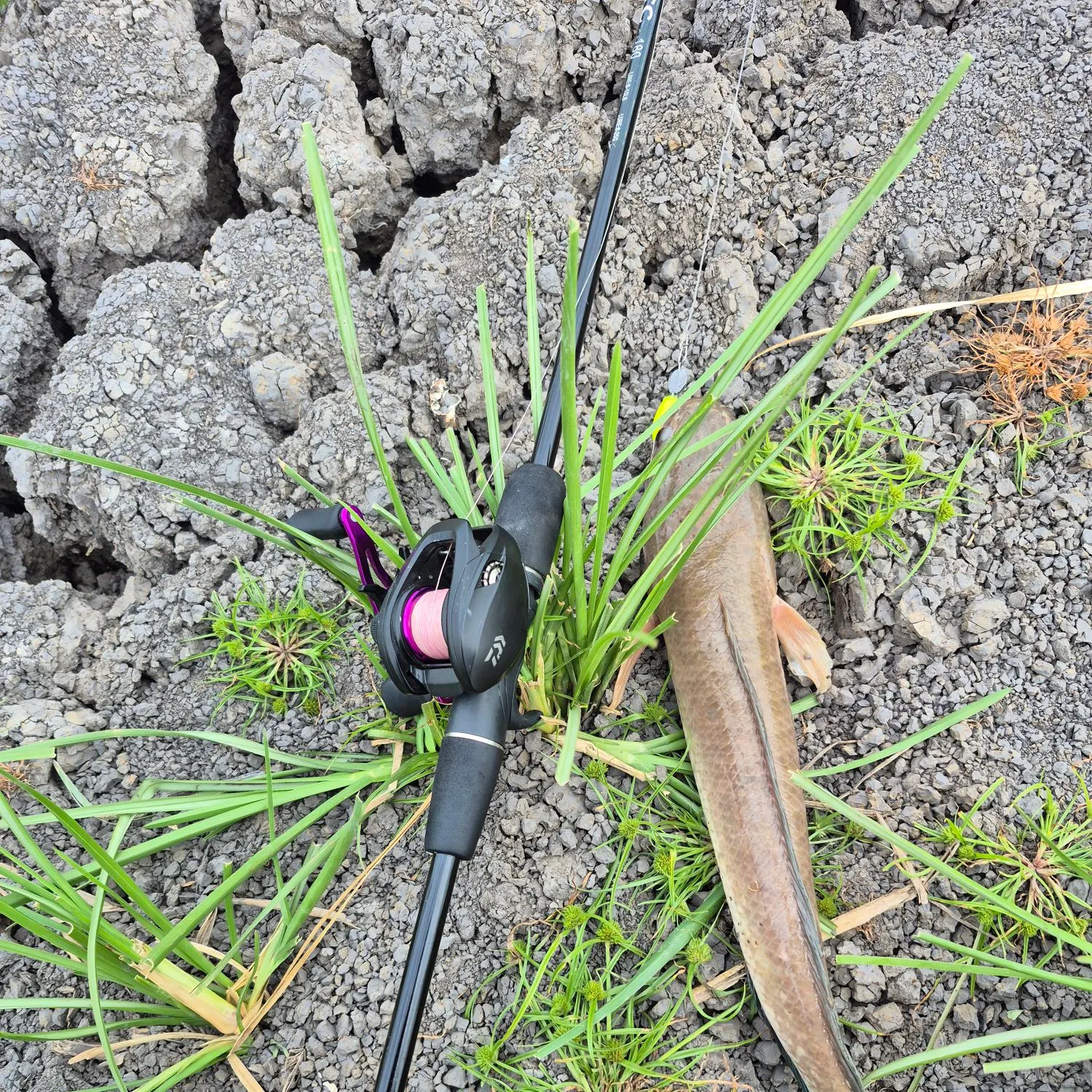 The most recent Striped snakehead catches on Fishbrain