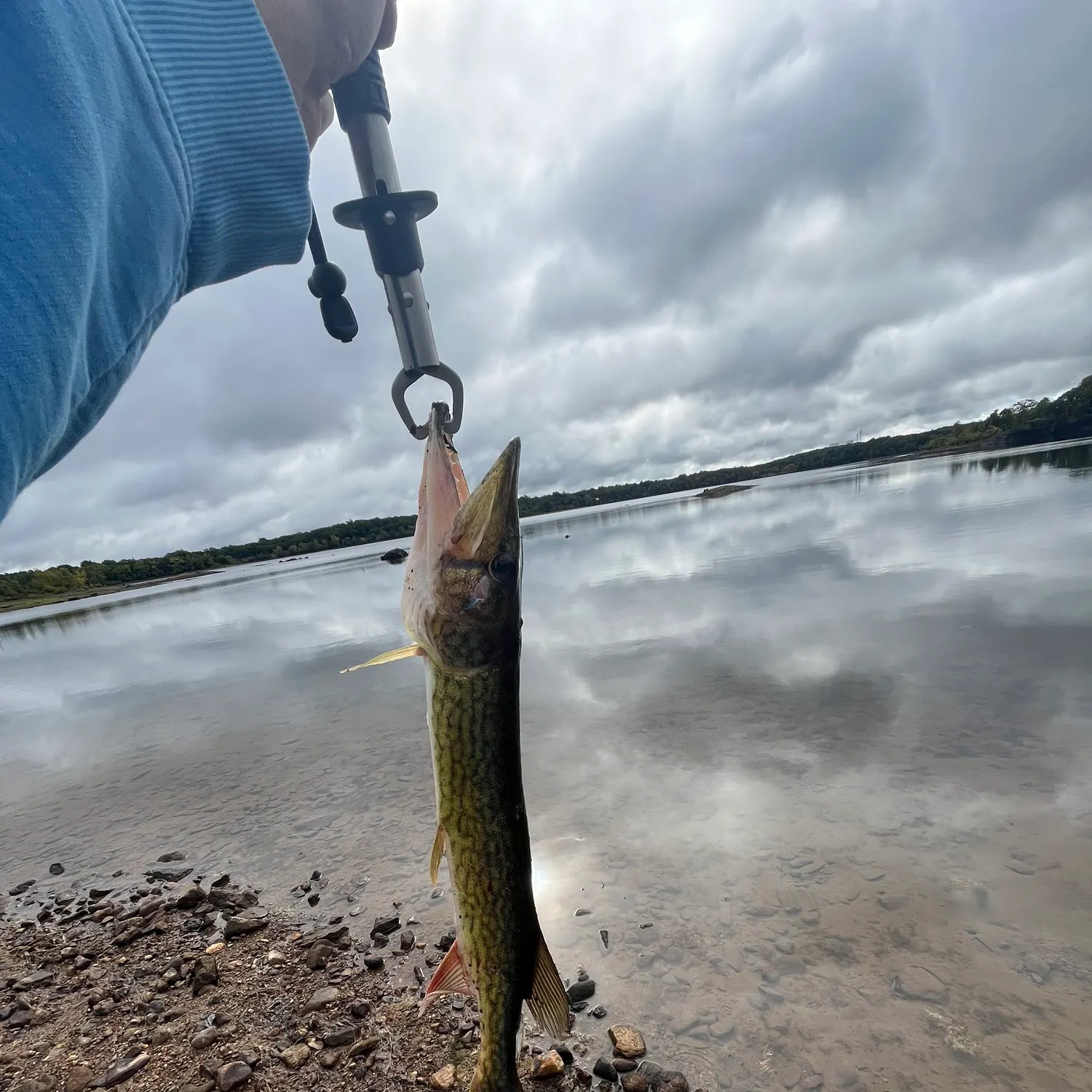 Chain pickerel caught on Fishbrain