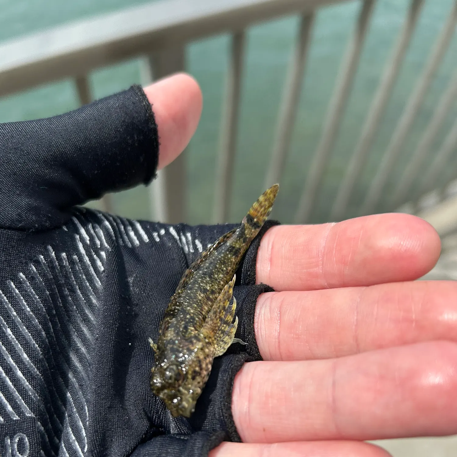 The most recent Woolly sculpin catches on Fishbrain
