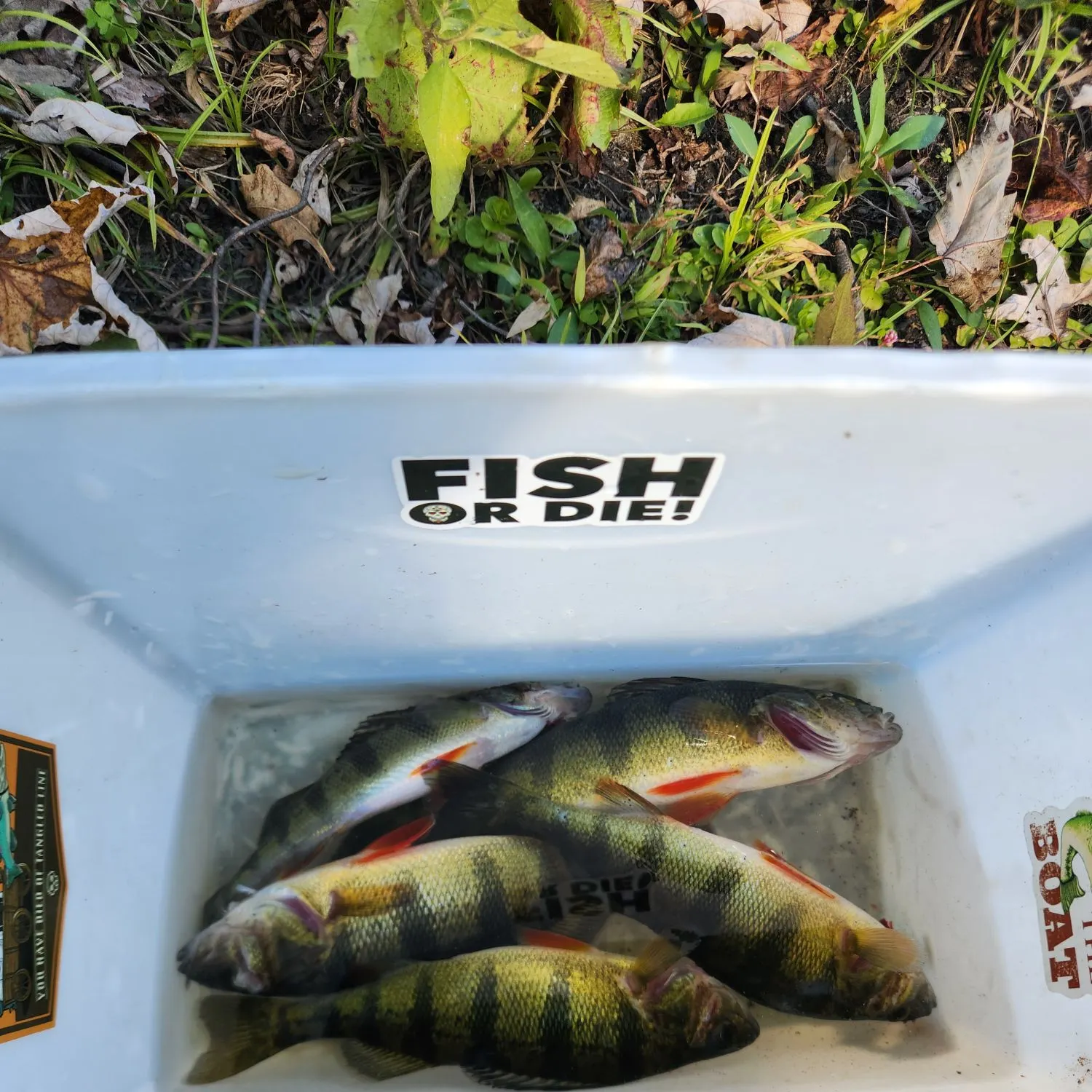 Yellow perch caught on Fishbrain