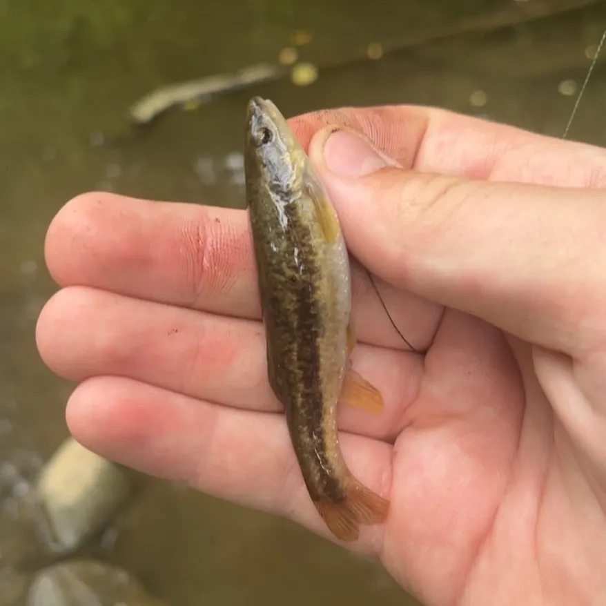 The most recent Central stoneroller catches on Fishbrain