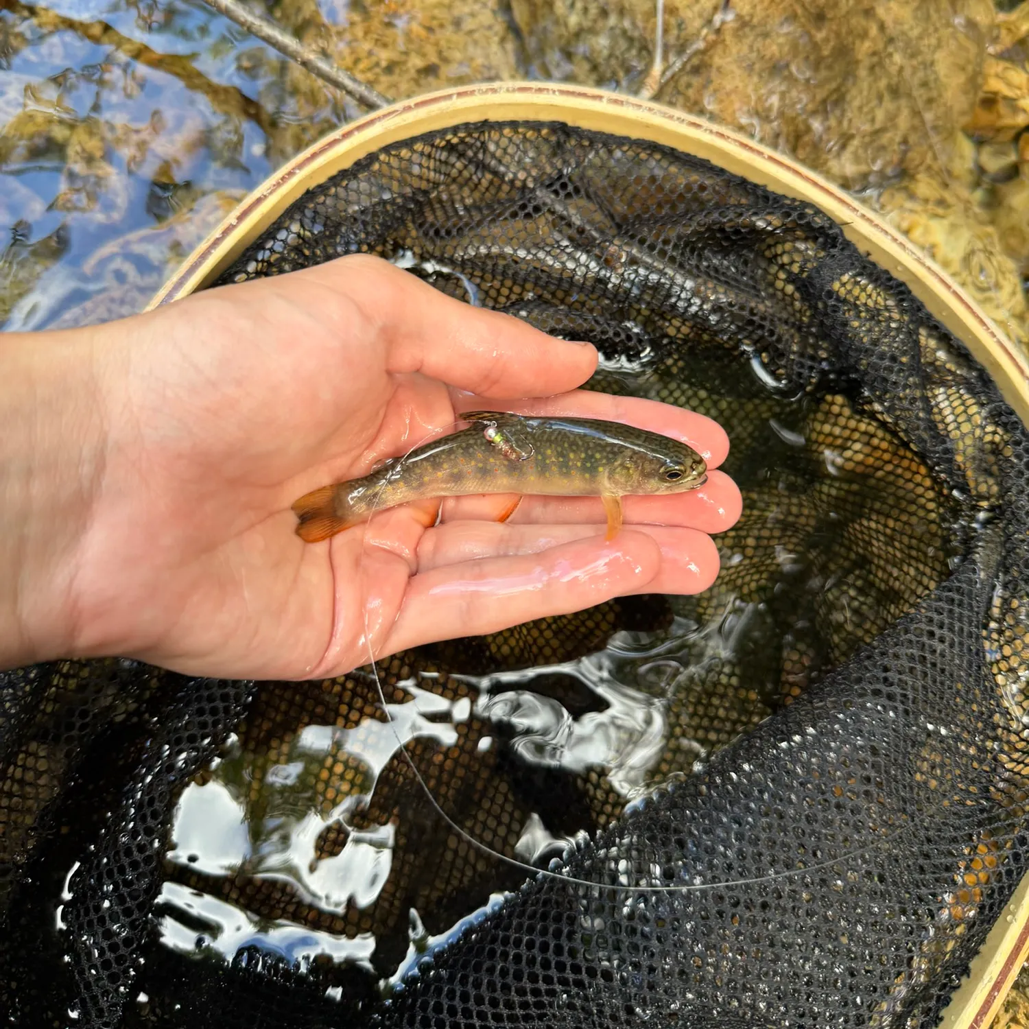 Brook trout caught on Fishbrain