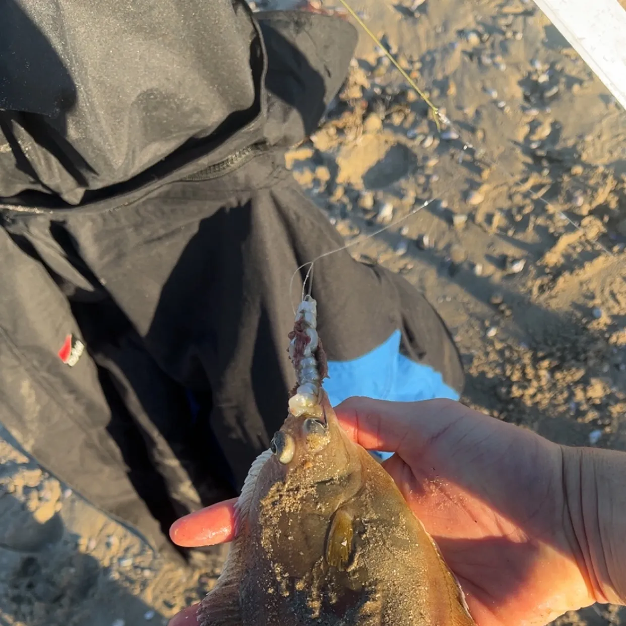 The most recent Common dab catches on Fishbrain