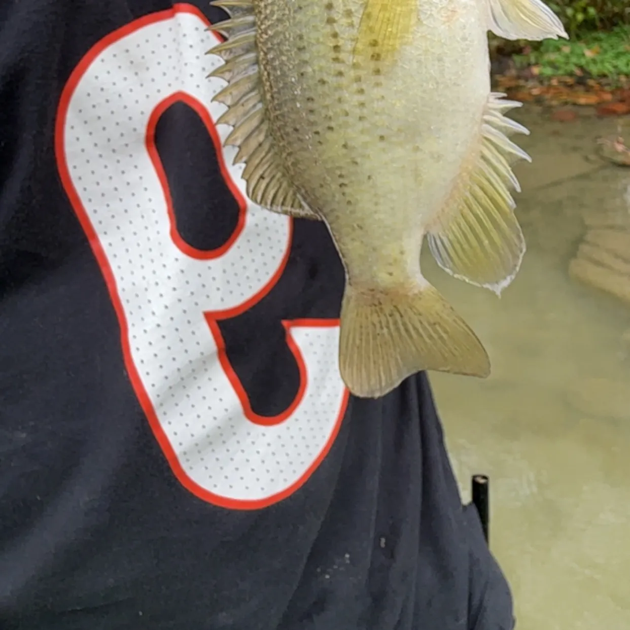 Rock bass caught on Fishbrain