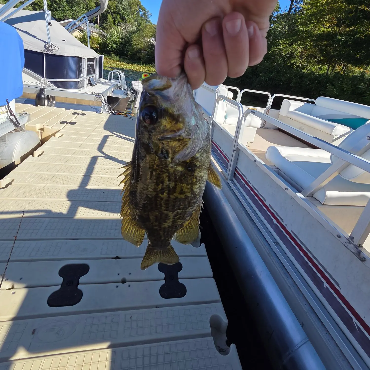 Rock bass caught on Fishbrain
