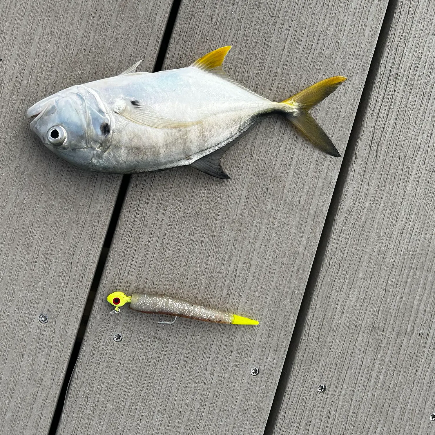 Crevalle jack caught on Fishbrain