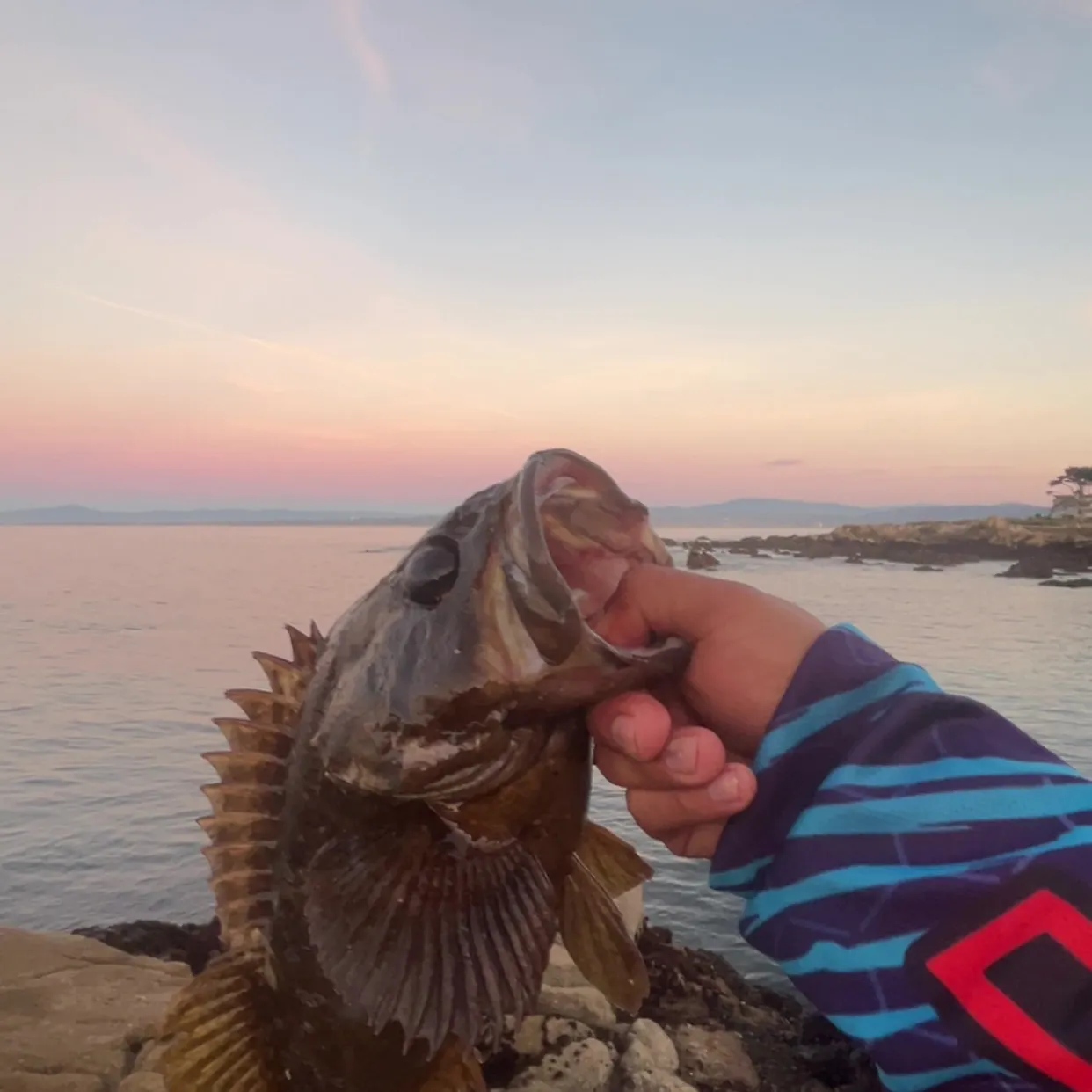 The most recent Grass rockfish catches on Fishbrain