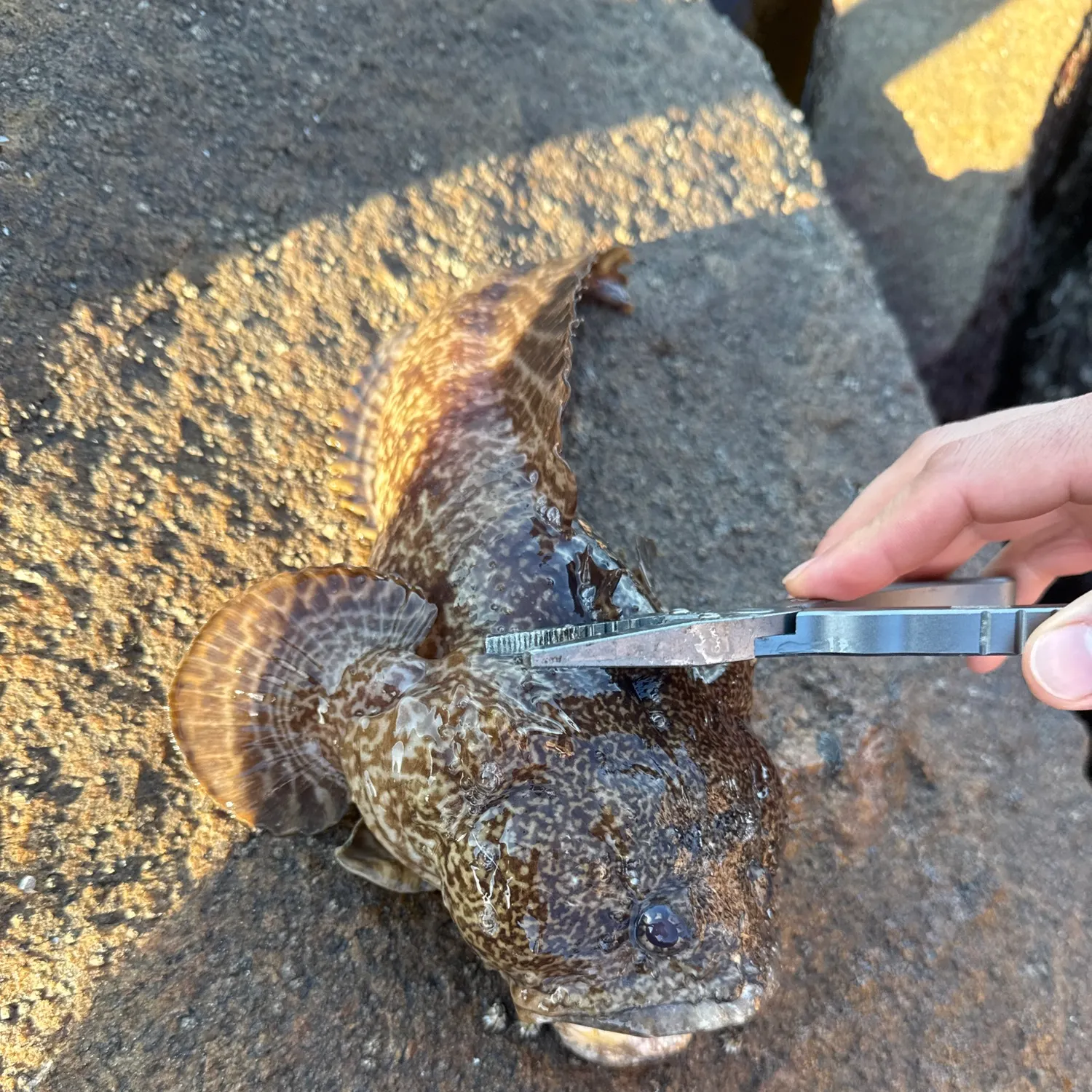 The most recent Gulf toadfish catches on Fishbrain
