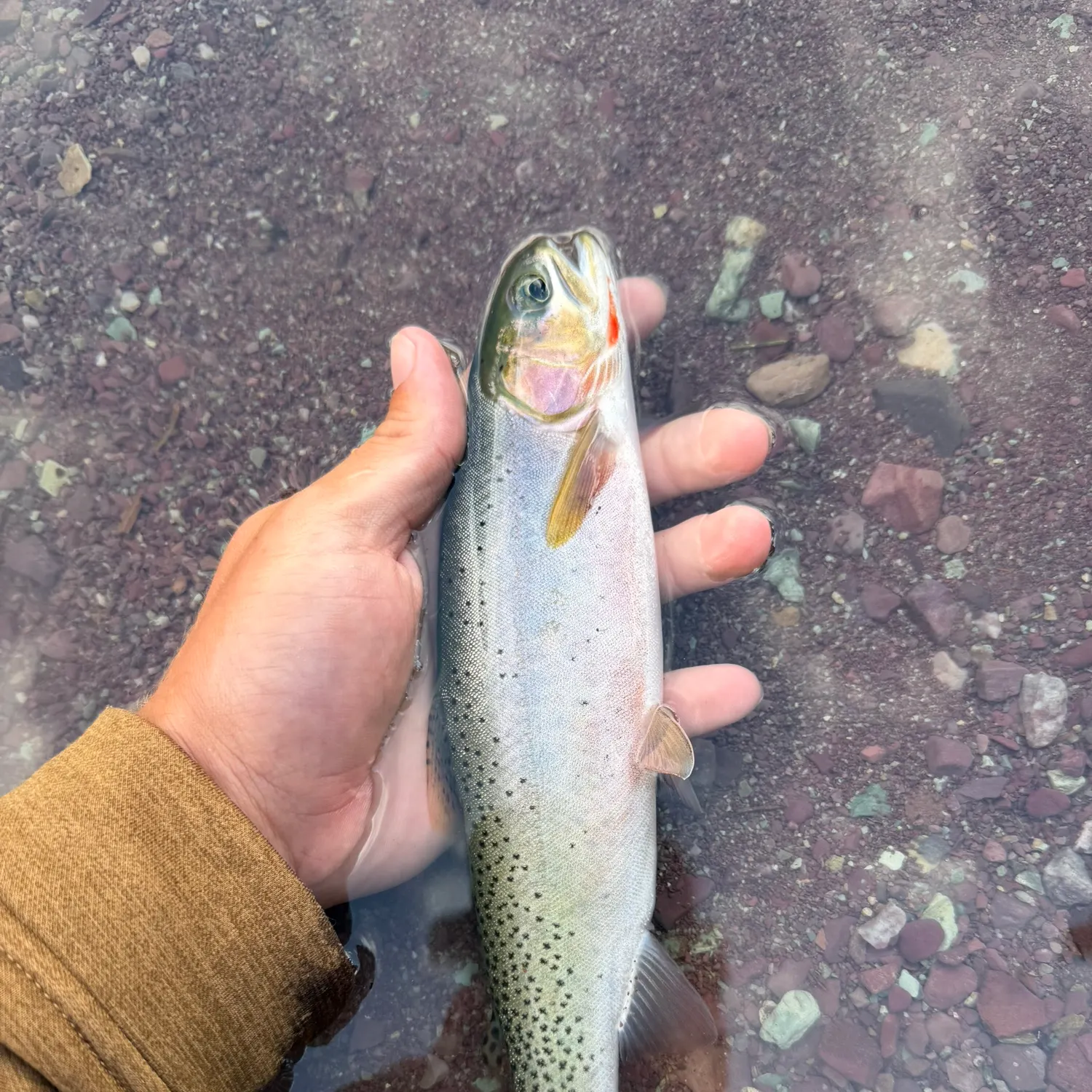 The most recent Westlope cutthroat trout catches on Fishbrain