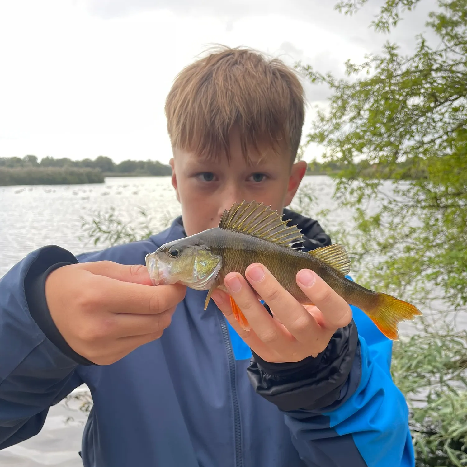 European perch caught on Fishbrain
