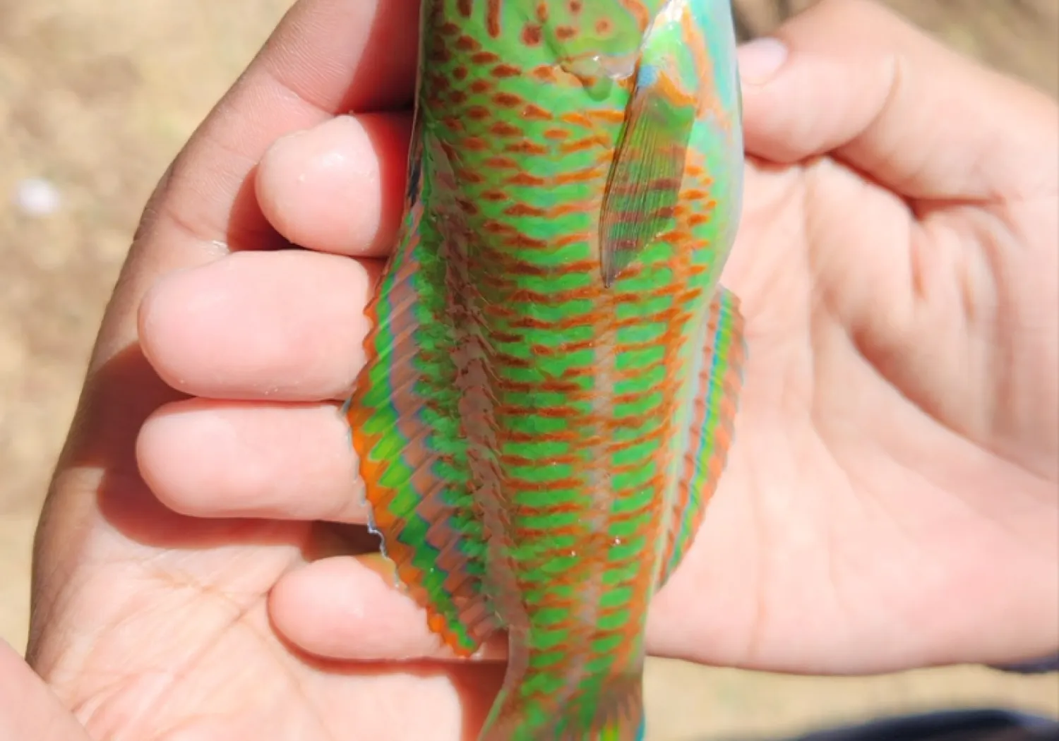 Surge wrasse