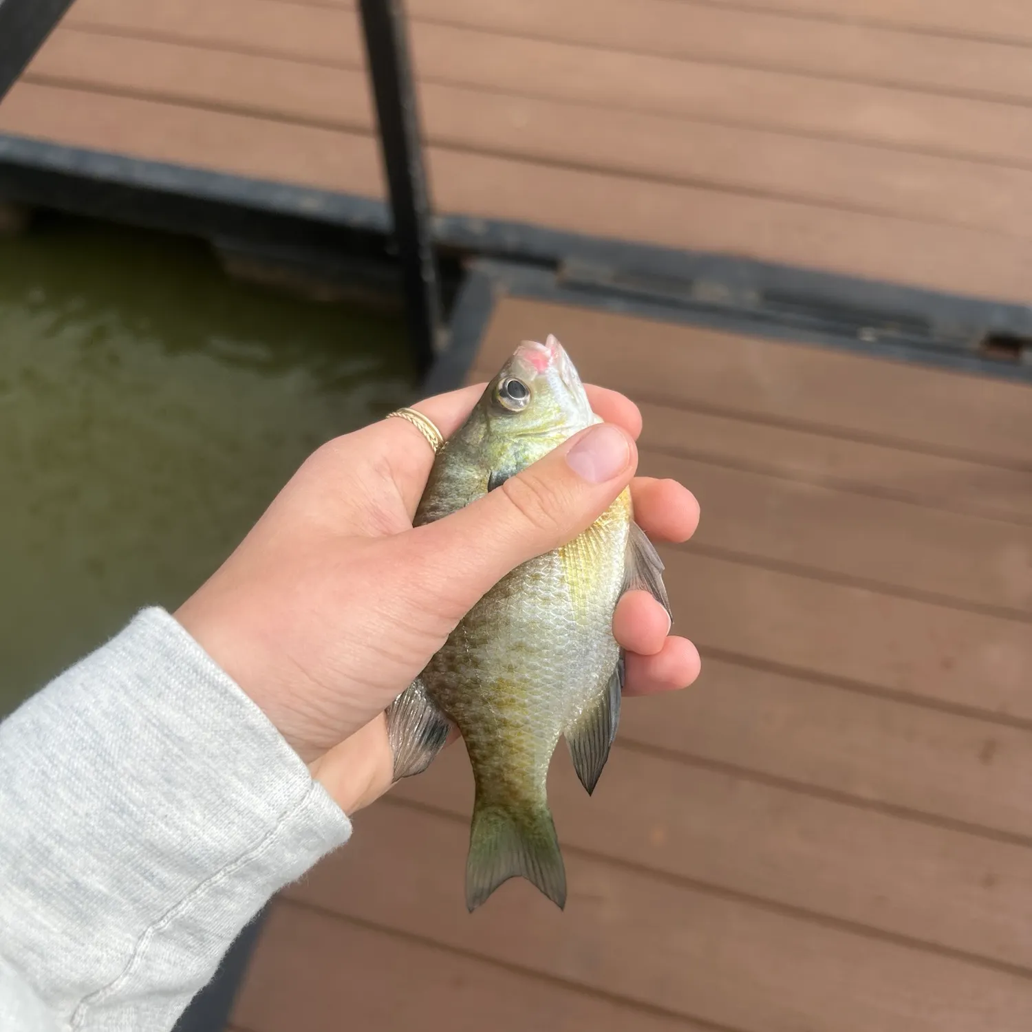Bluegill caught on Fishbrain