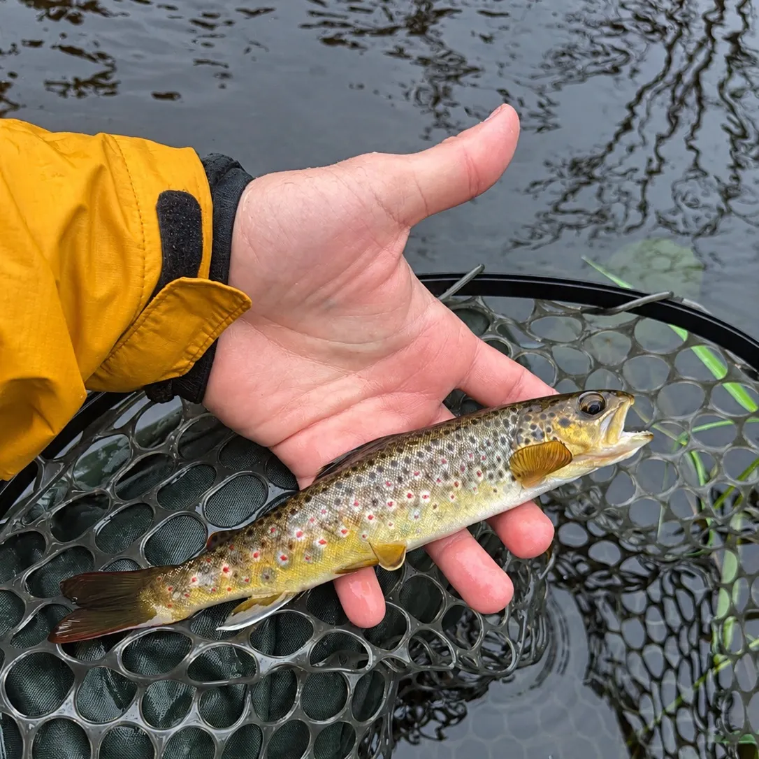 Brown trout caught on Fishbrain
