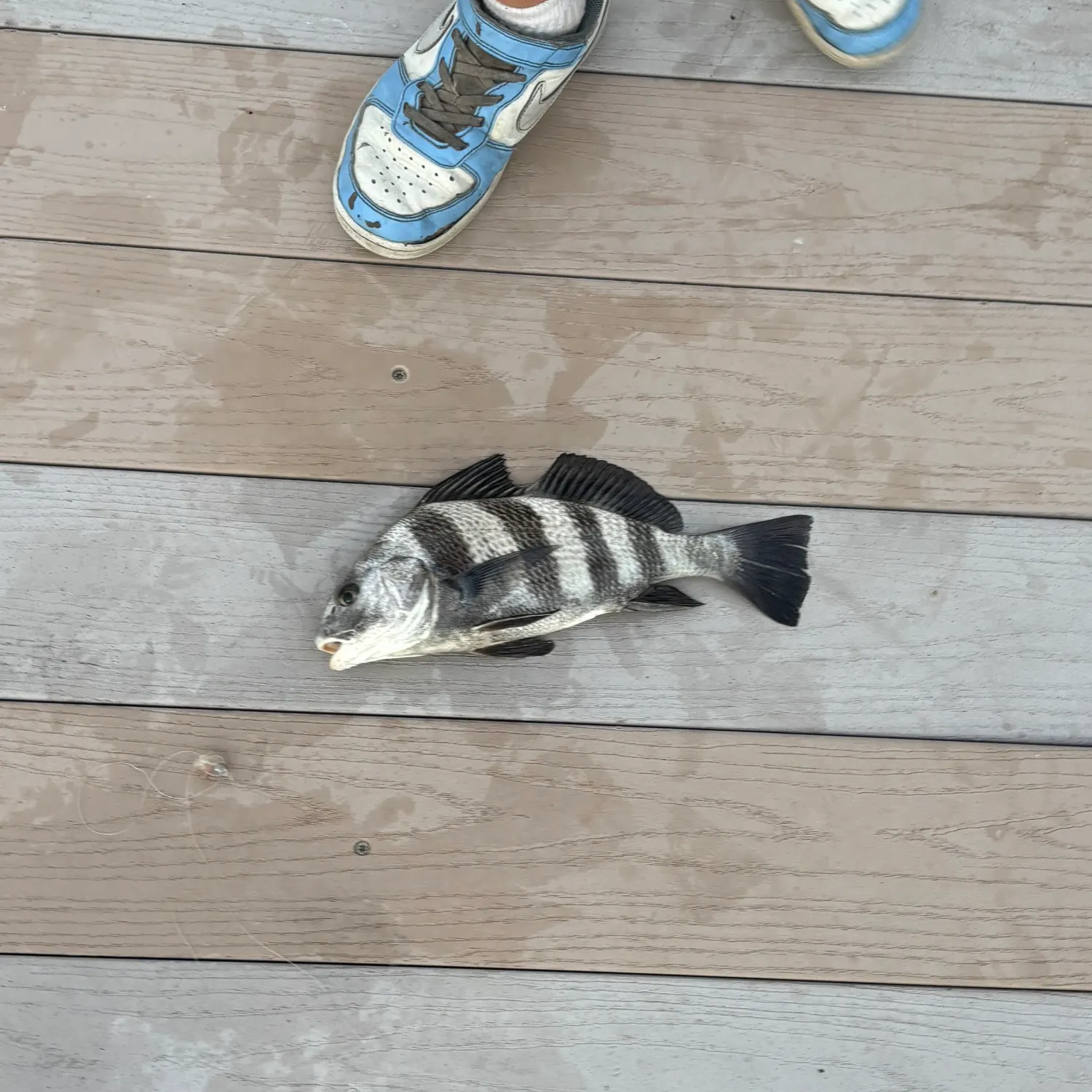 Black drum caught on Fishbrain