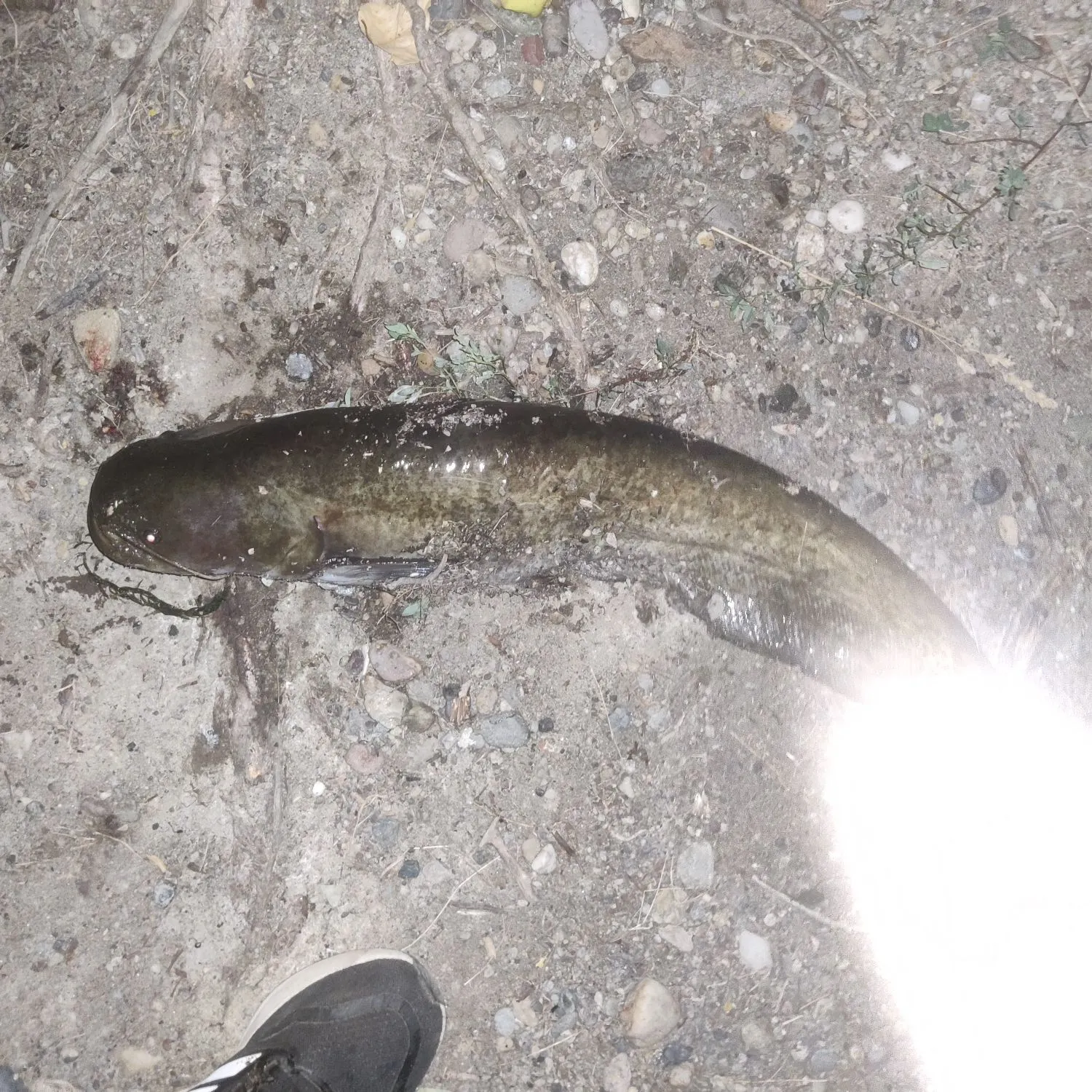 The most recent Amur catfish catches on Fishbrain