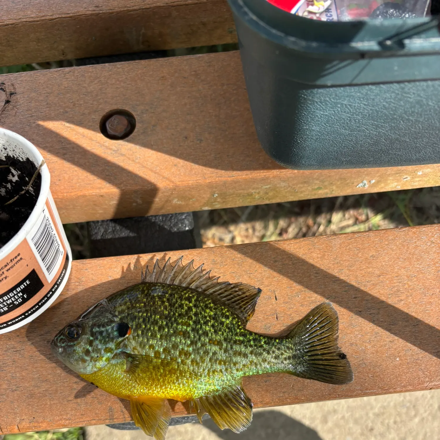 The most recent Pumpkinseed catches on Fishbrain