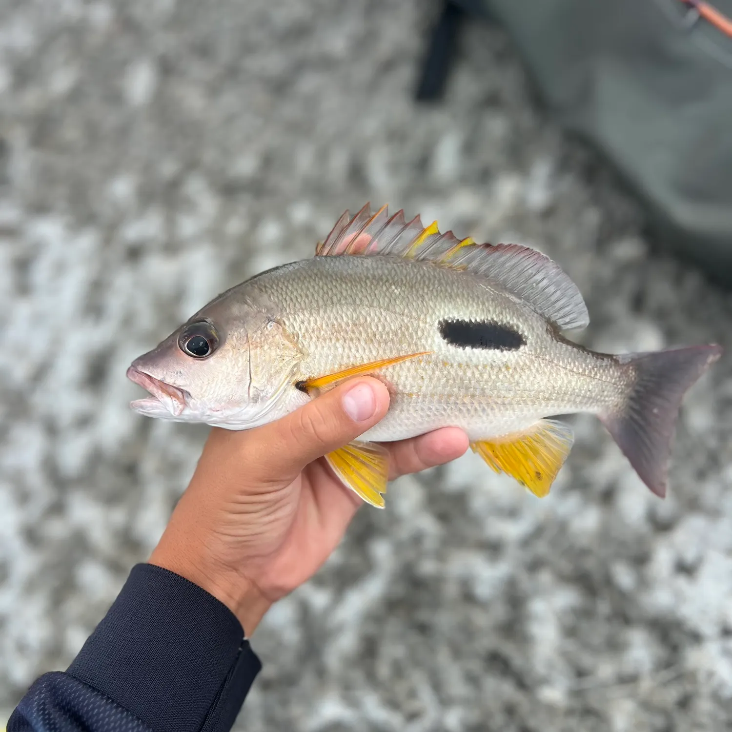 The most recent Moses perch catches on Fishbrain