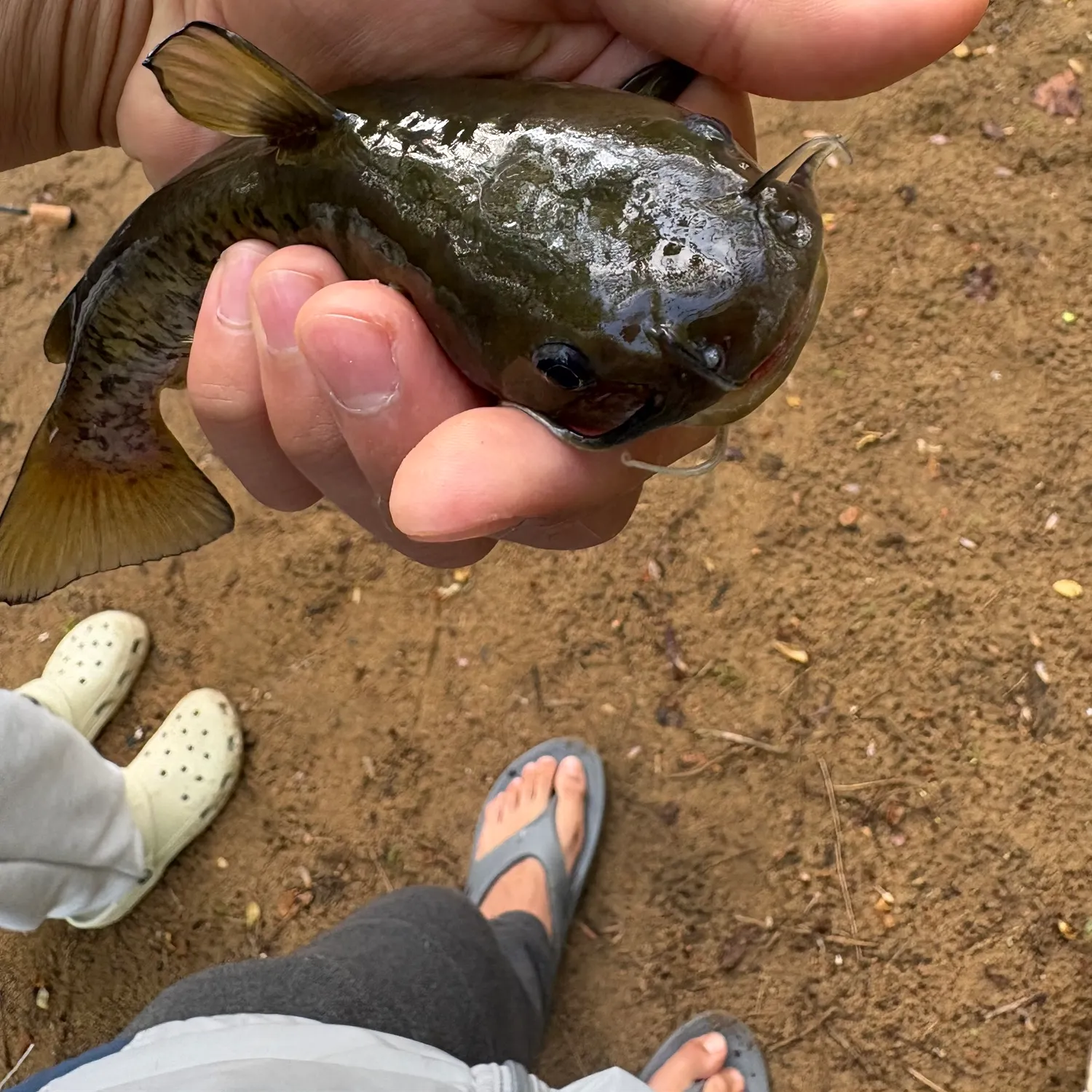 The most recent Brown bullhead catches on Fishbrain