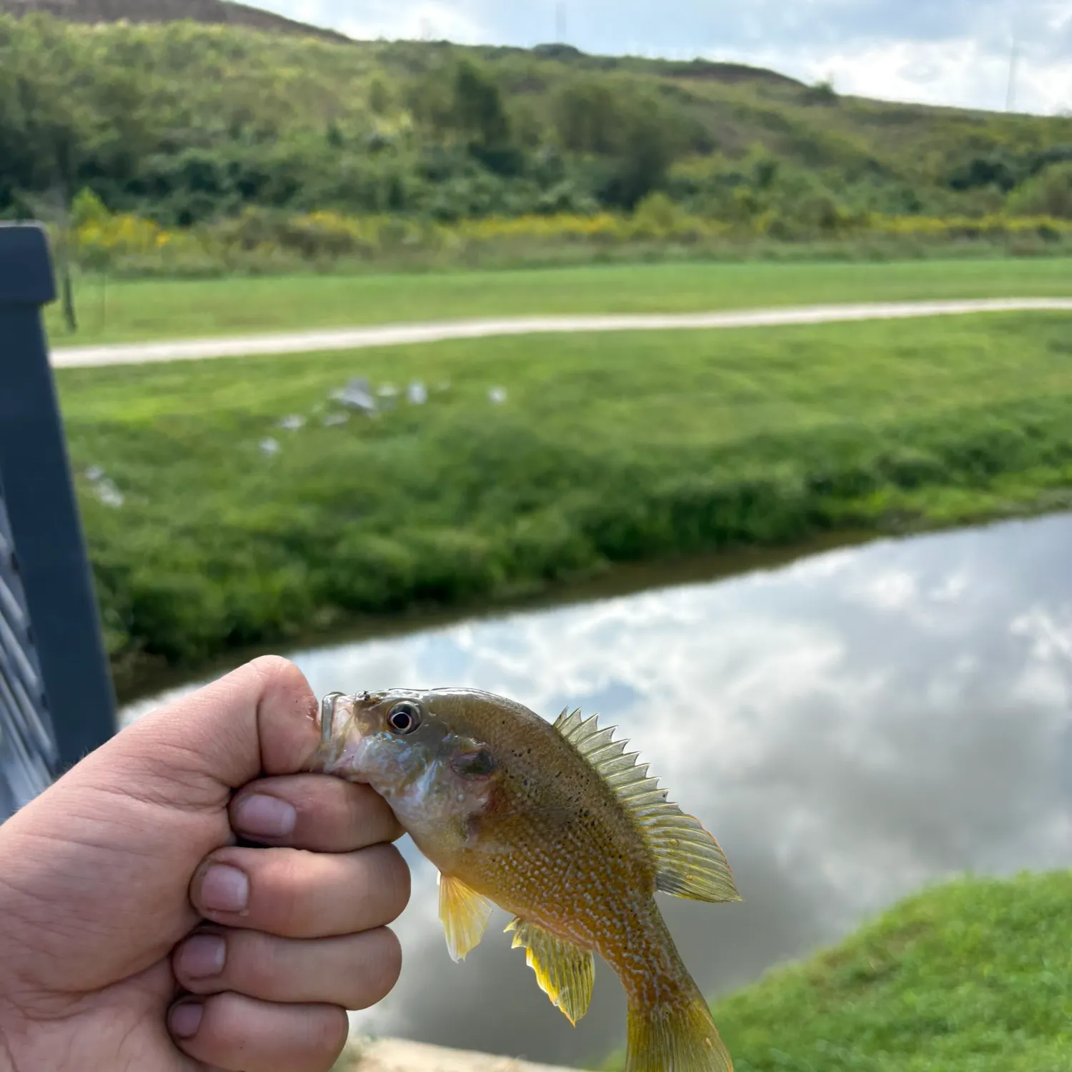 Green sunfish caught on Fishbrain