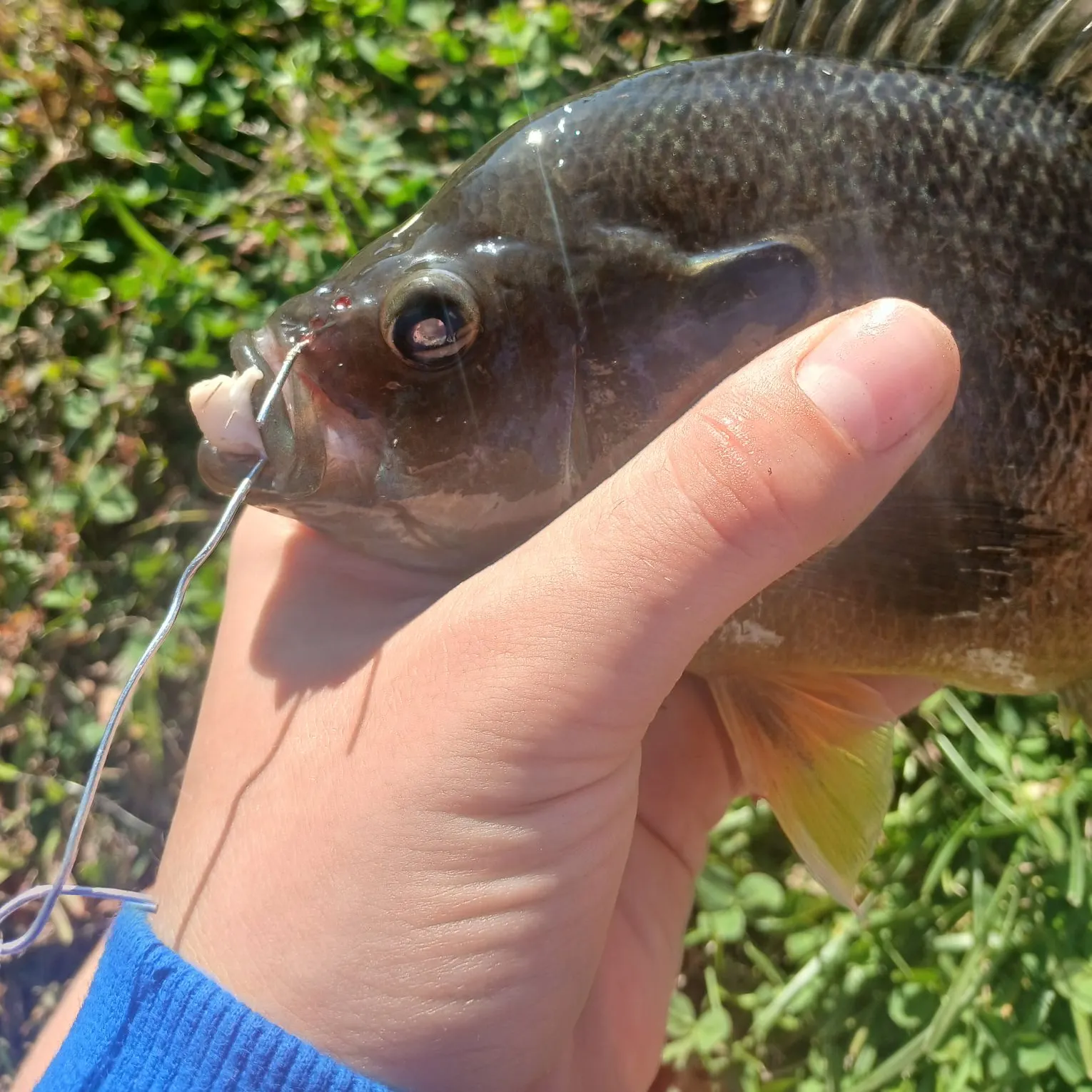 Green sunfish caught on Fishbrain