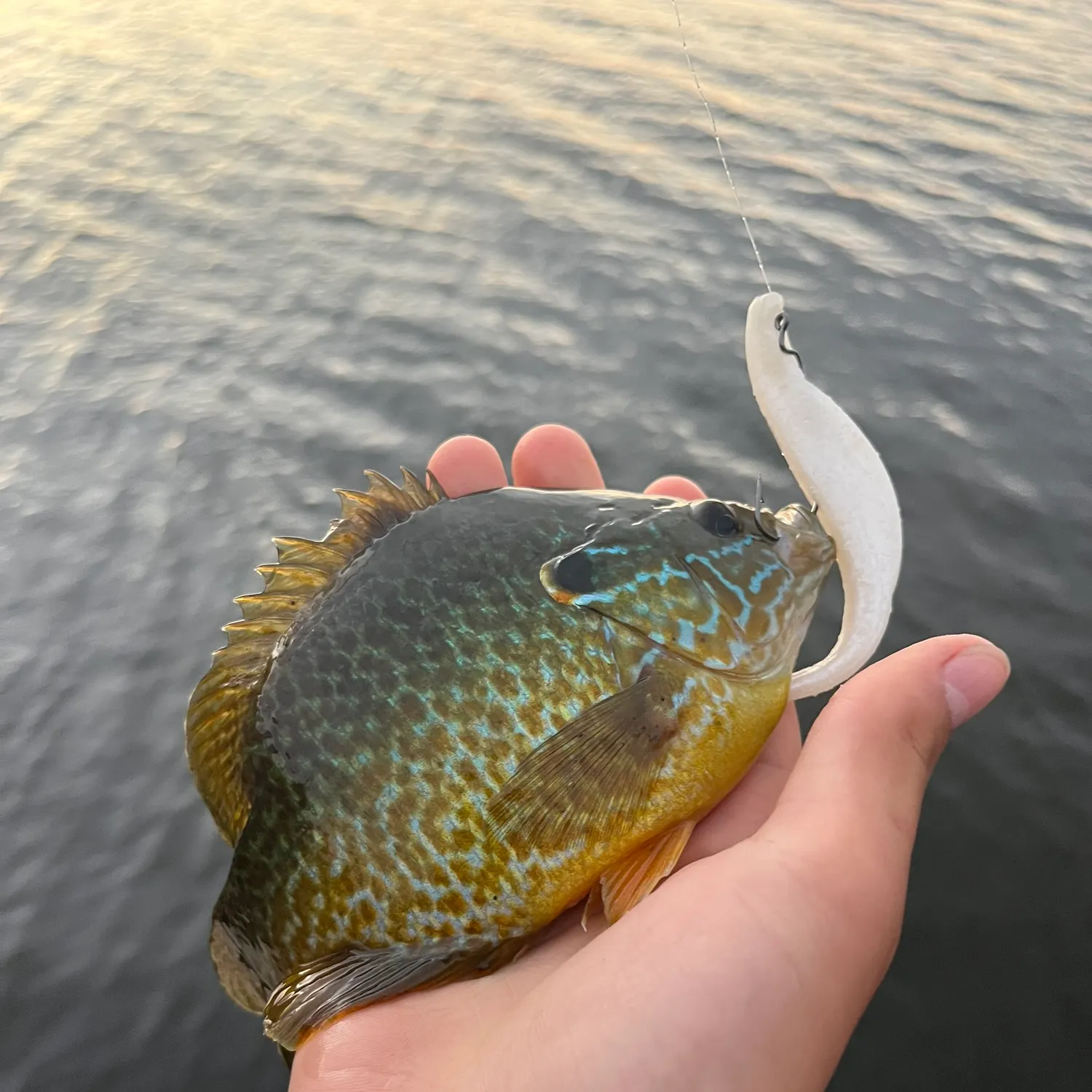 Pumpkinseed caught on Fishbrain