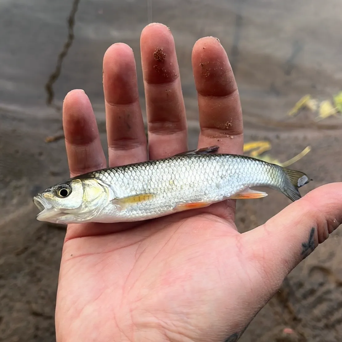 European chub caught on Fishbrain