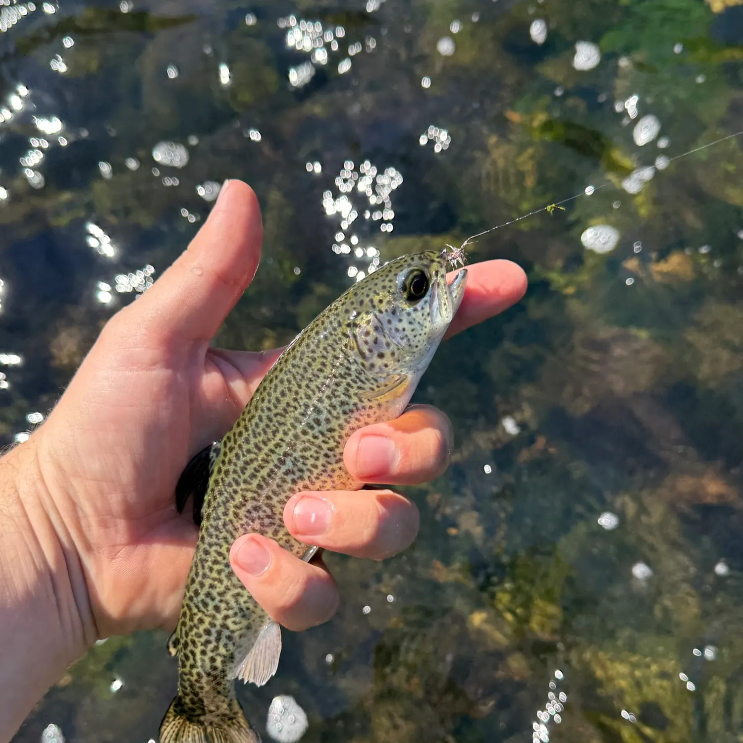 Rainbow trout caught on Fishbrain