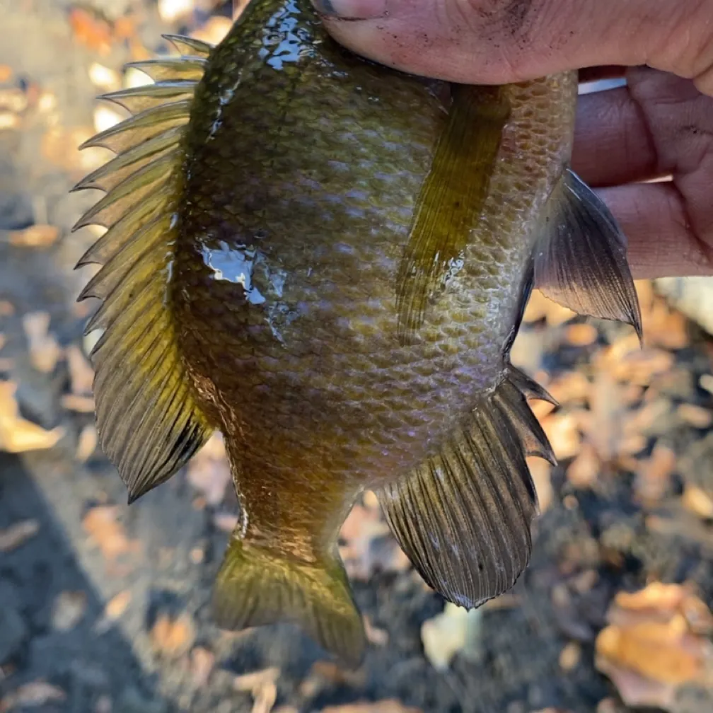 Bluegill caught on Fishbrain