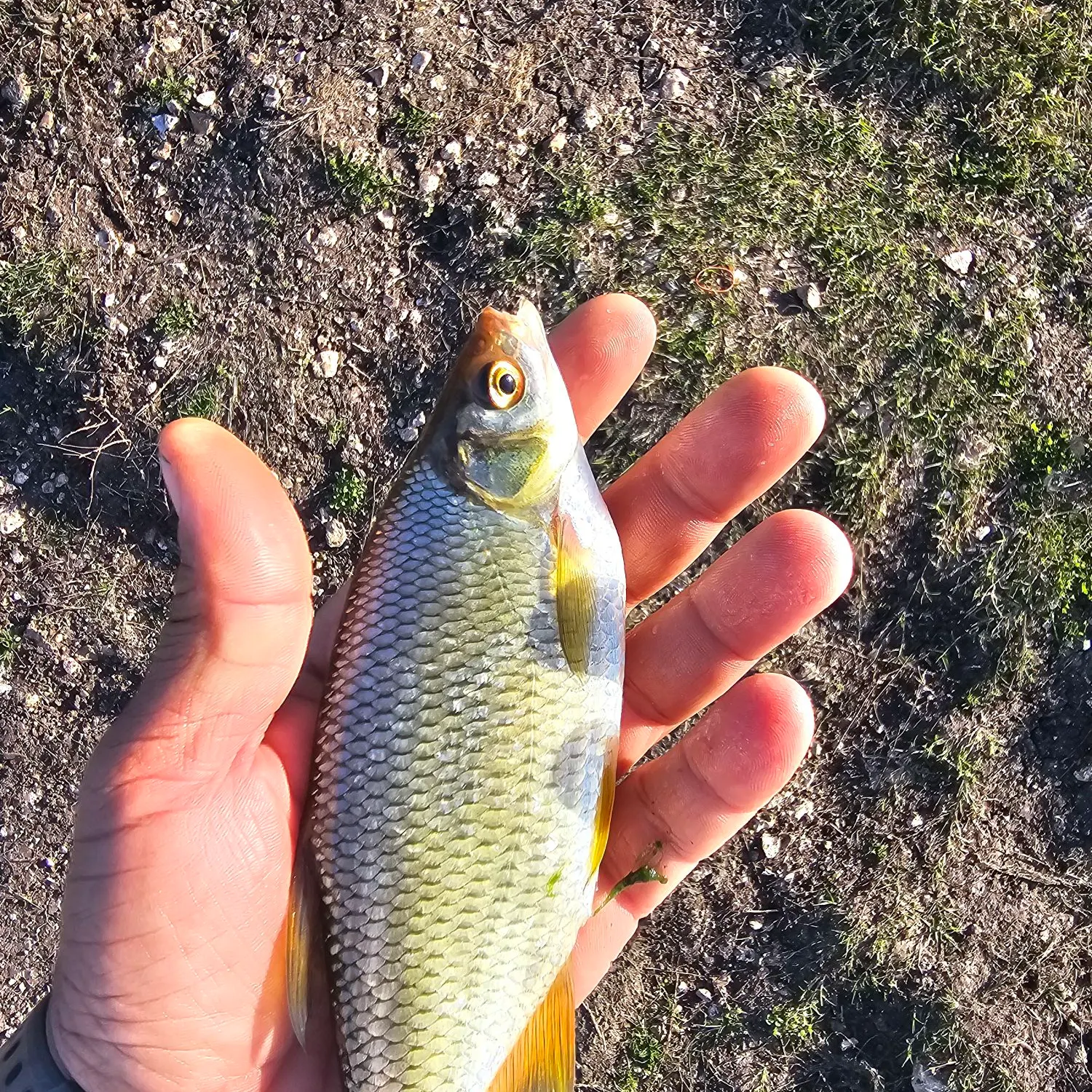 The most recent Golden shiner catches on Fishbrain