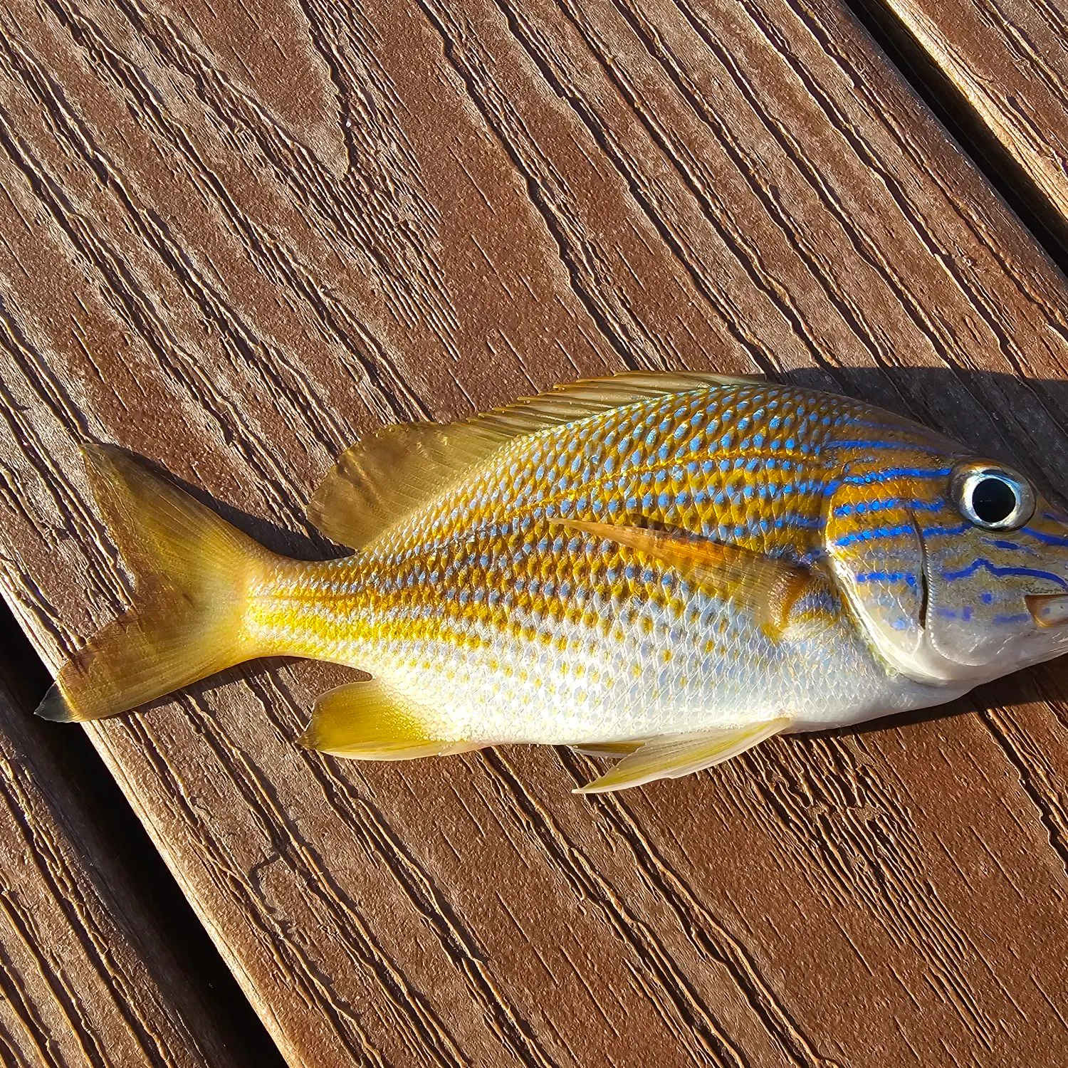 The most recent French grunt catches on Fishbrain