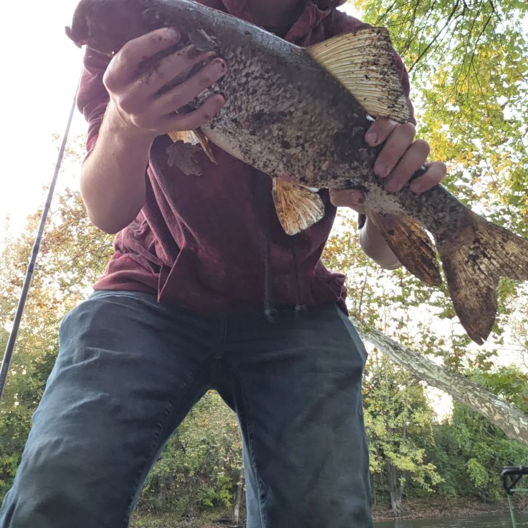 The most recent White sucker catches on Fishbrain