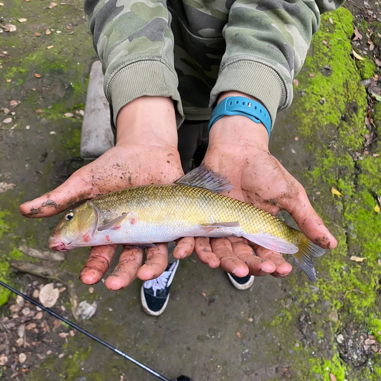 The most recent Sacramento sucker catches on Fishbrain