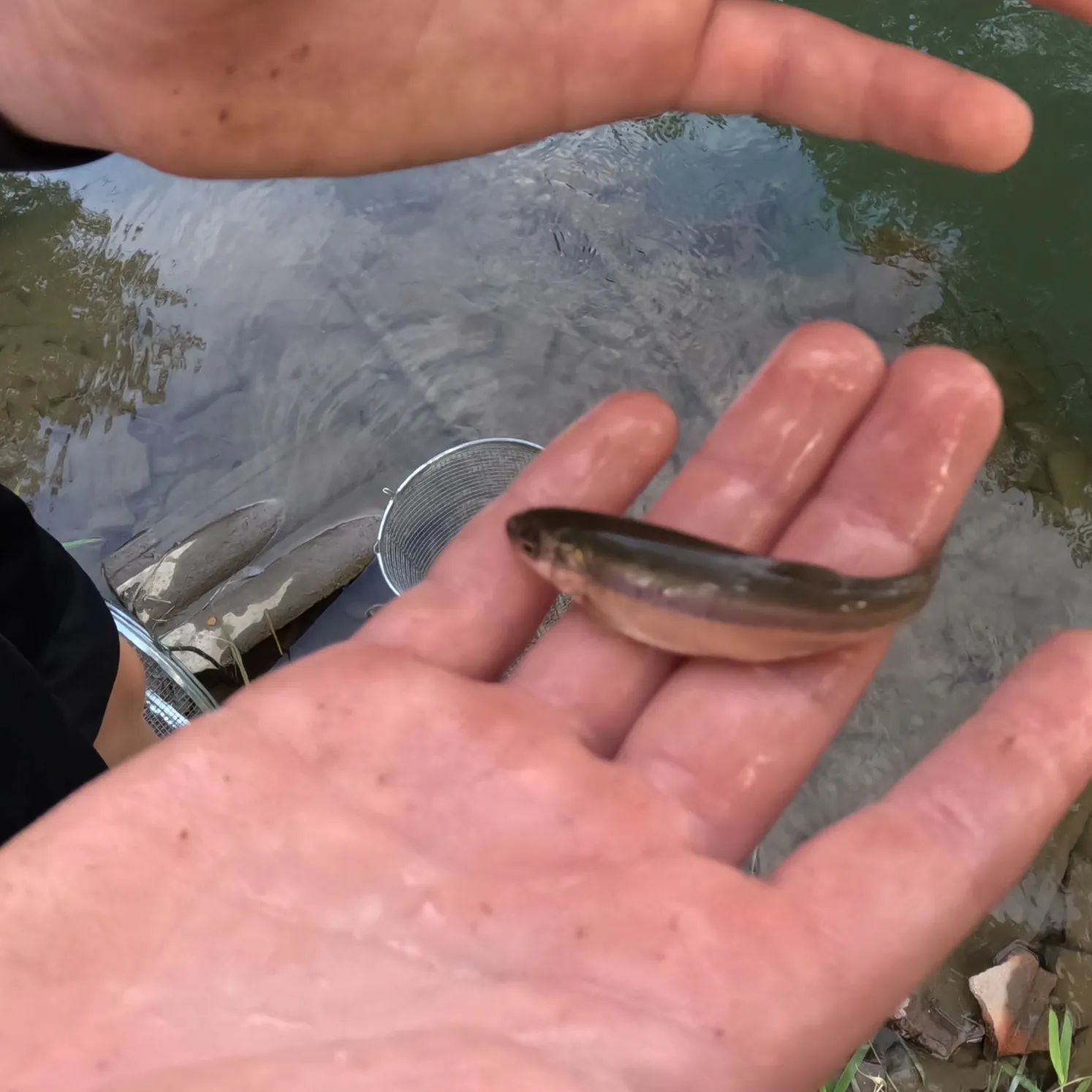 The most recent Longnose dace catches on Fishbrain