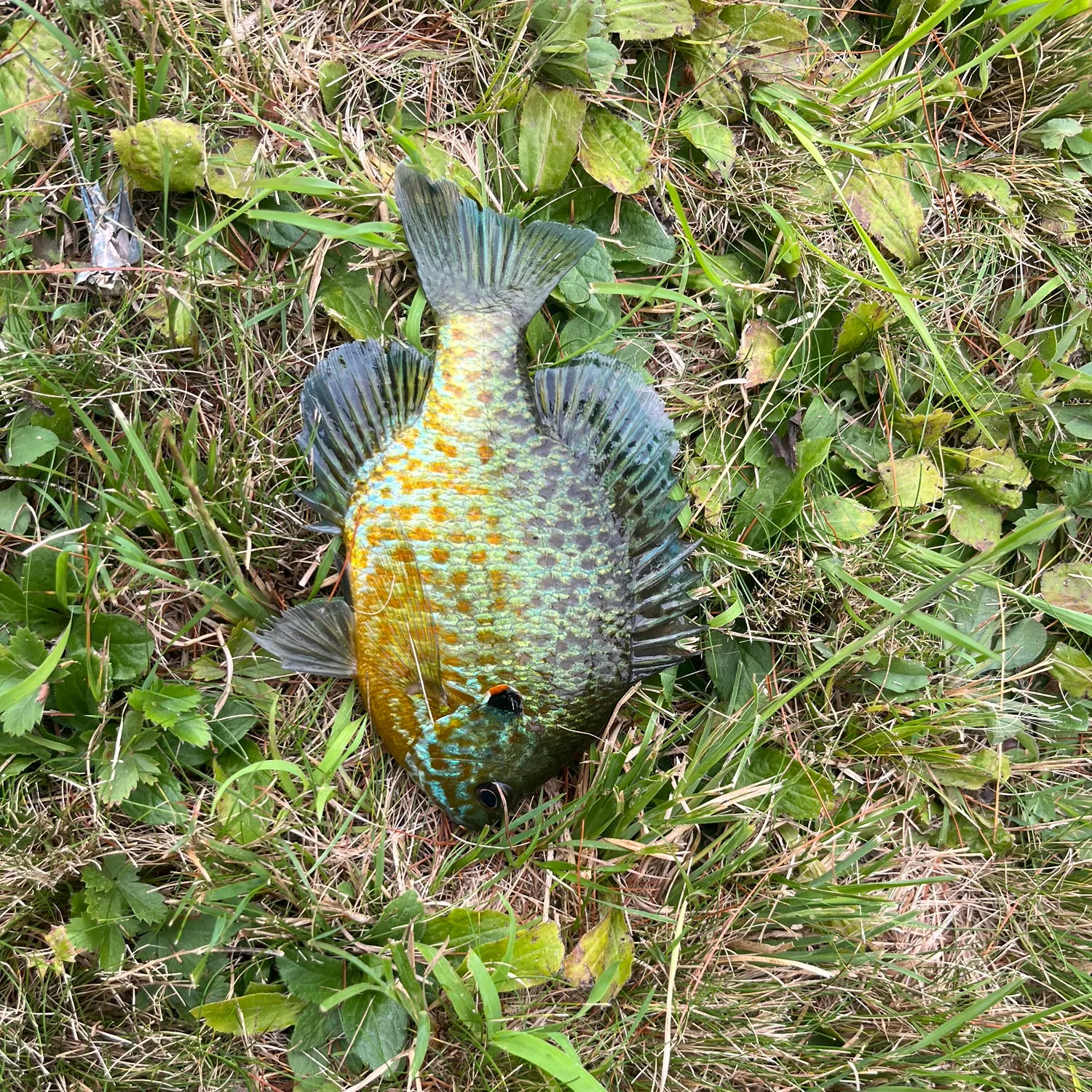 Pumpkinseed caught on Fishbrain