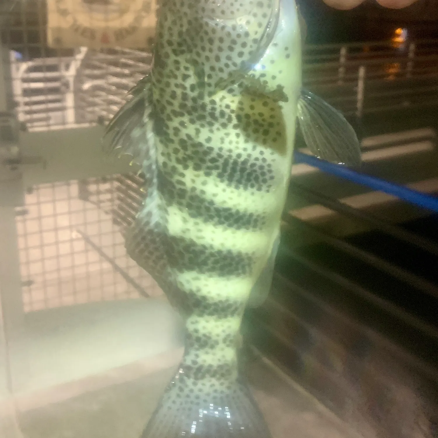 The most recent Spotted sand bass catches on Fishbrain
