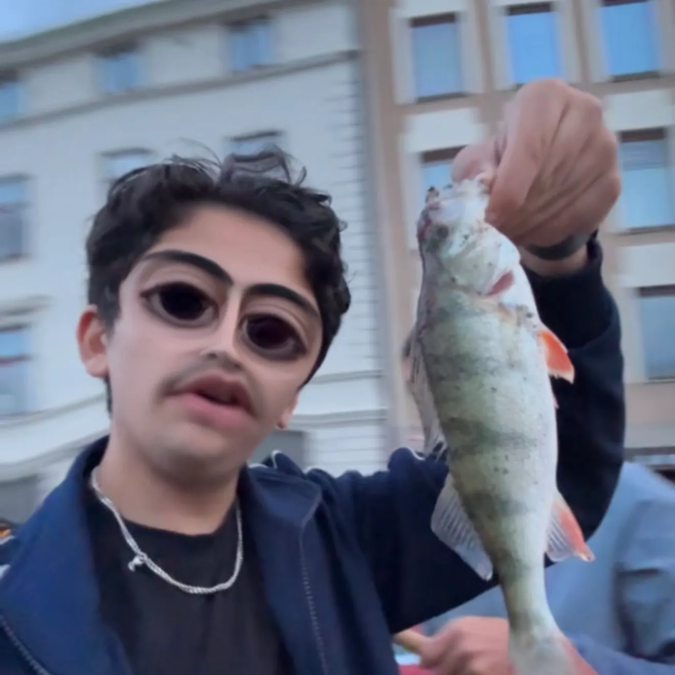 European perch caught on Fishbrain