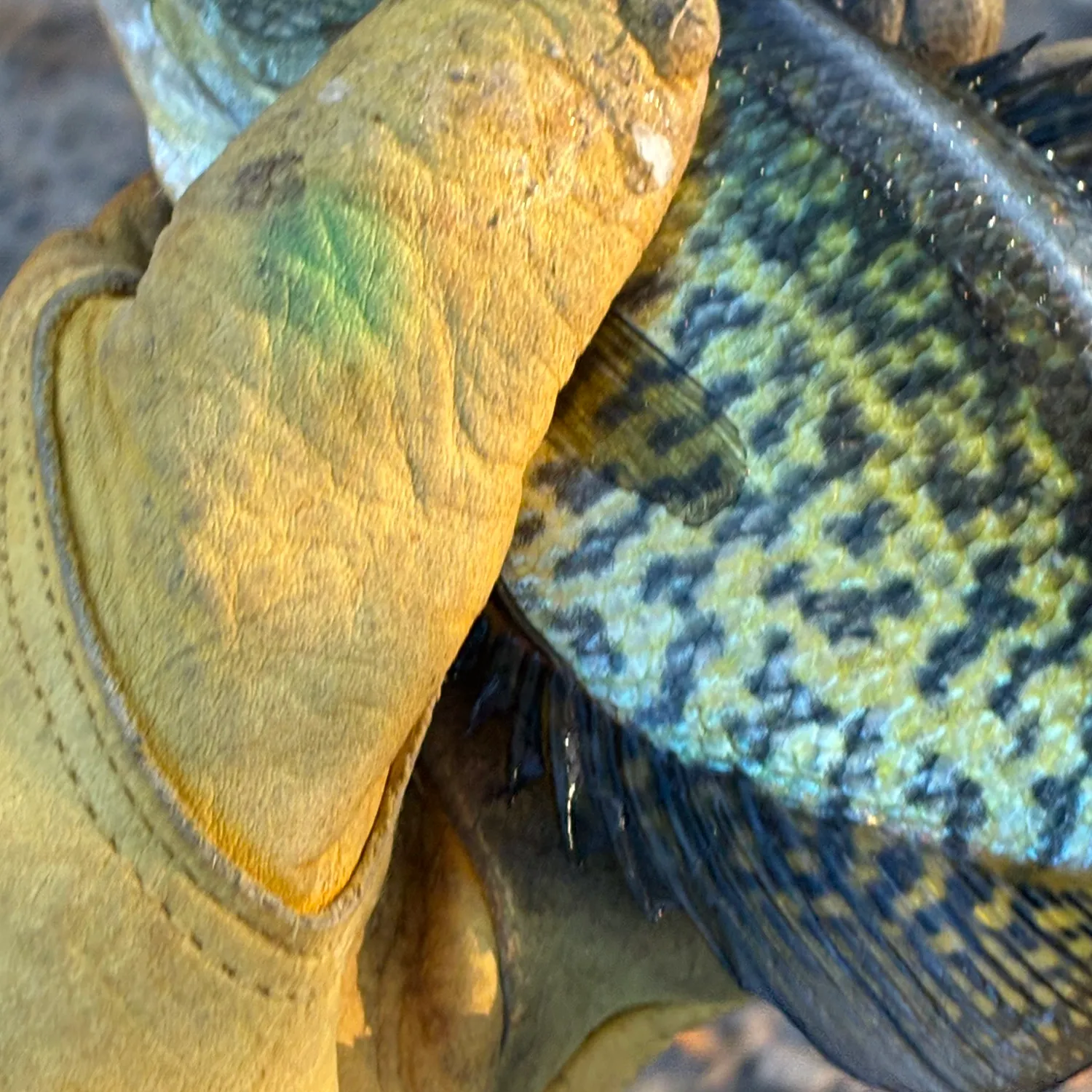 Black crappie caught on Fishbrain