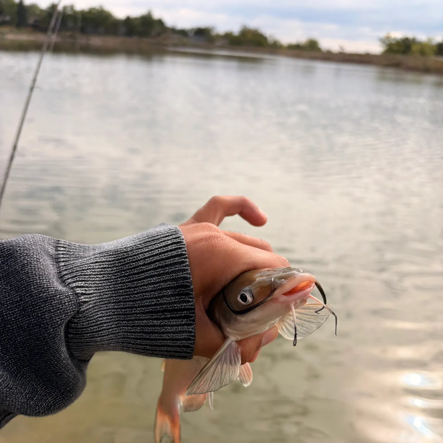 Channel catfish caught on Fishbrain