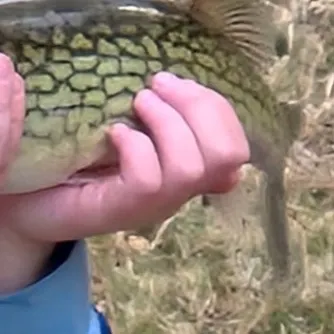 The most recent Chain pickerel catches on Fishbrain