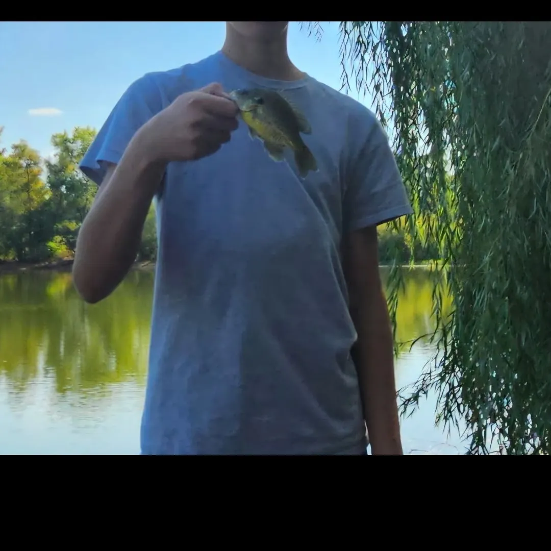 Pumpkinseed caught on Fishbrain