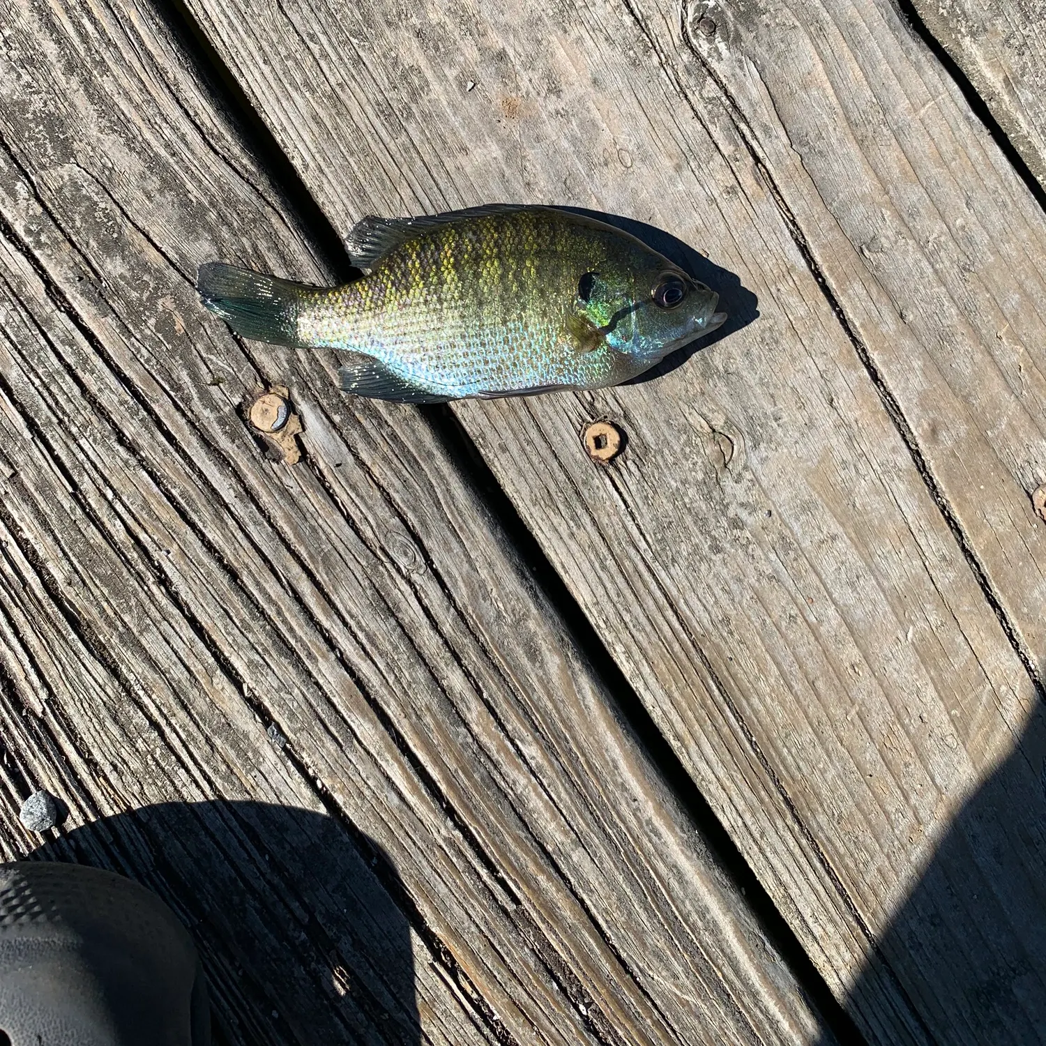 Fish caught on Fishbrain