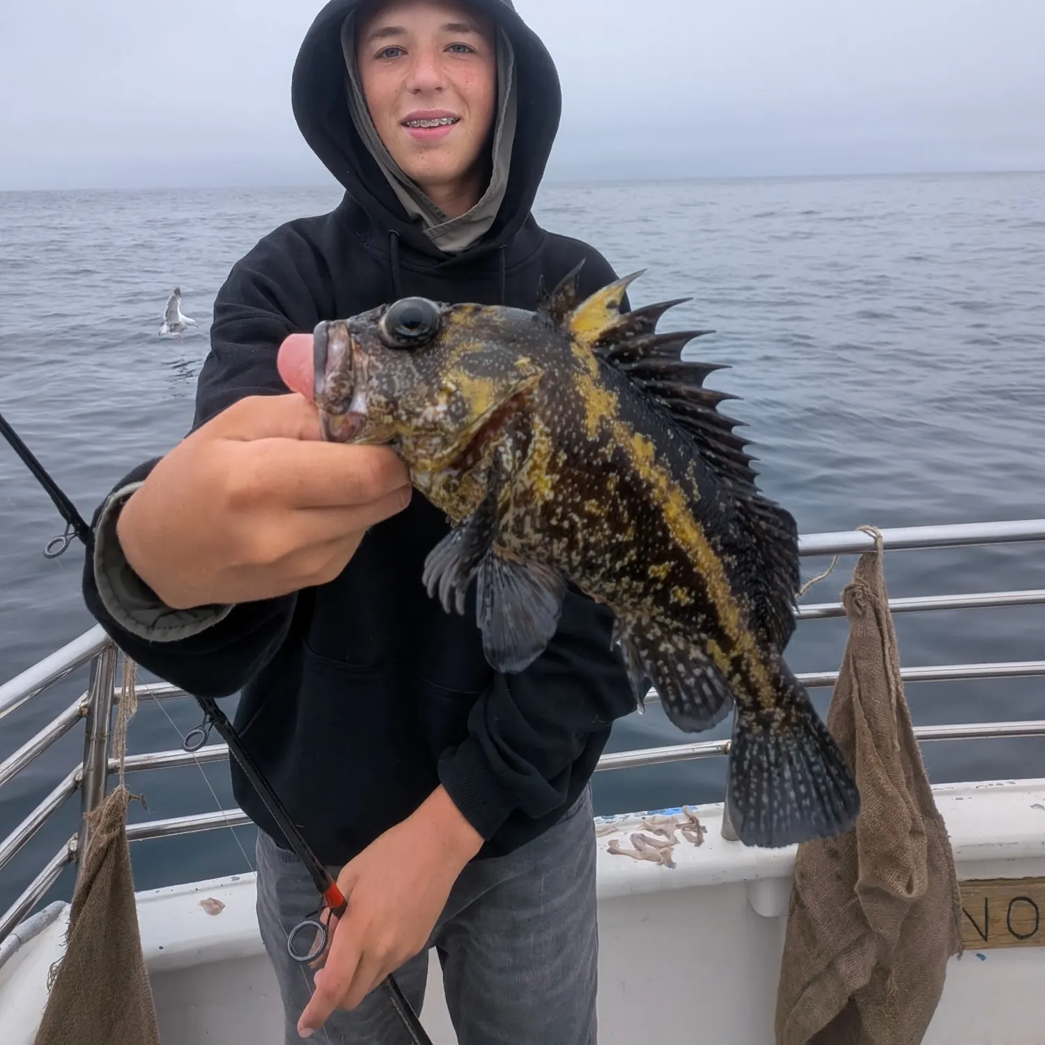 The most recent Grass rockfish catches on Fishbrain